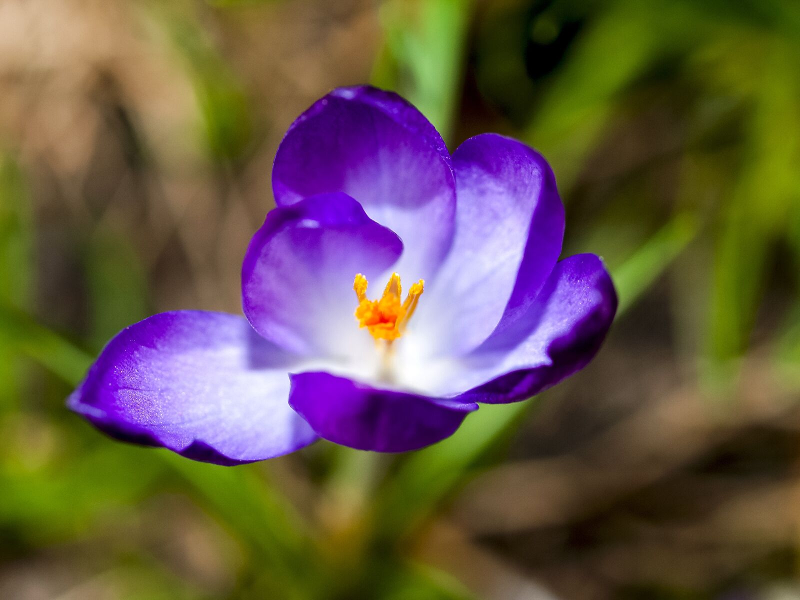 Olympus E-520 (EVOLT E-520) + OLYMPUS 35mm Lens sample photo. Crocus, flower, blossom photography