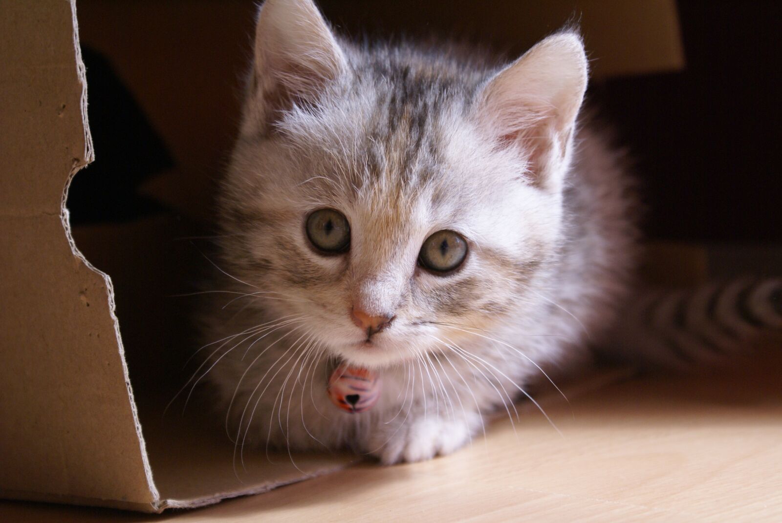 Sony Alpha DSLR-A100 sample photo. Cat, baby, kitten photography