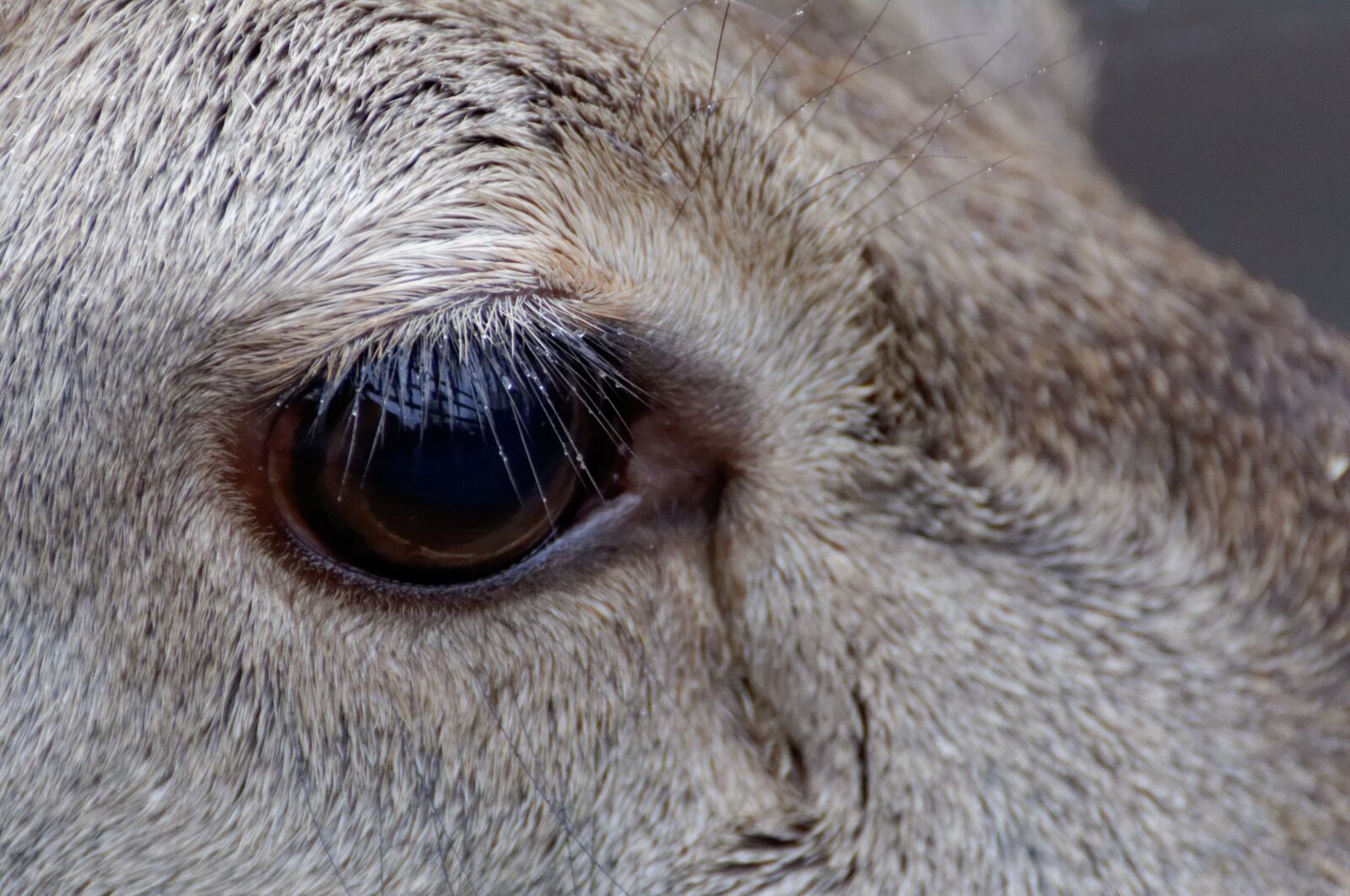 Nikon D90 sample photo. Eye deer, sarna, forest photography