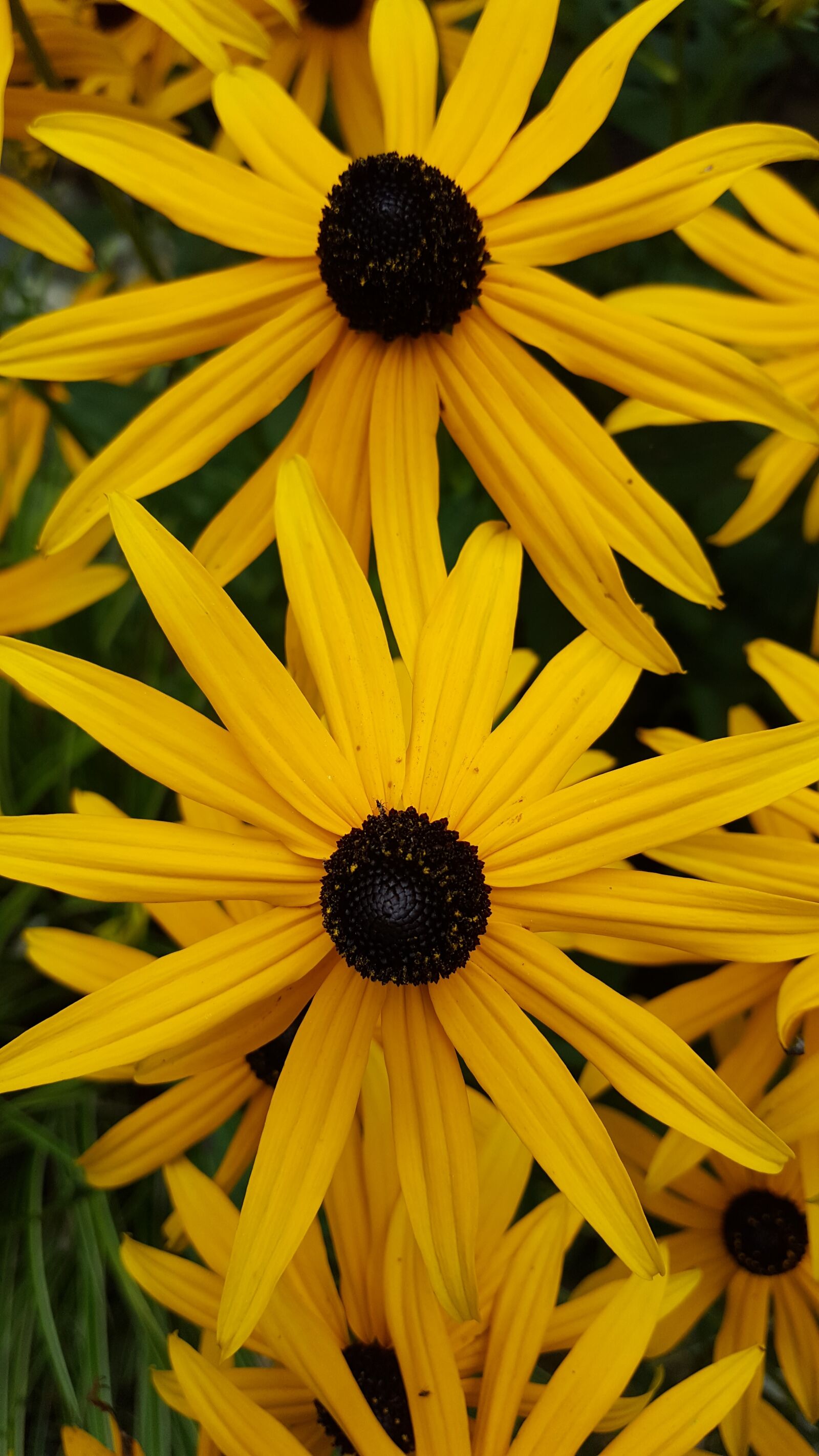Samsung Galaxy S6 sample photo. Garden, flower, yellow photography