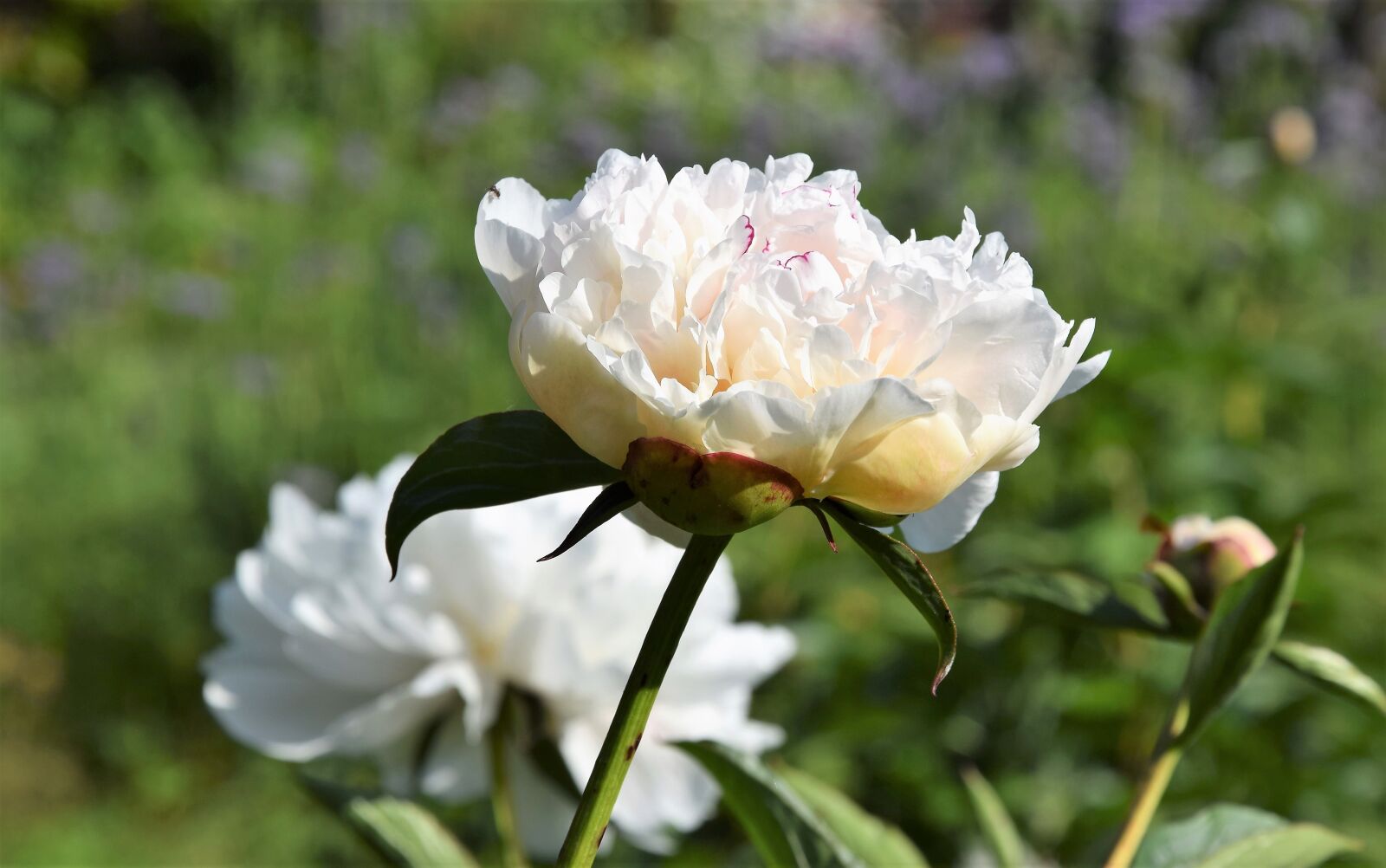 Nikon D5300 sample photo. Peony, pink, flower photography