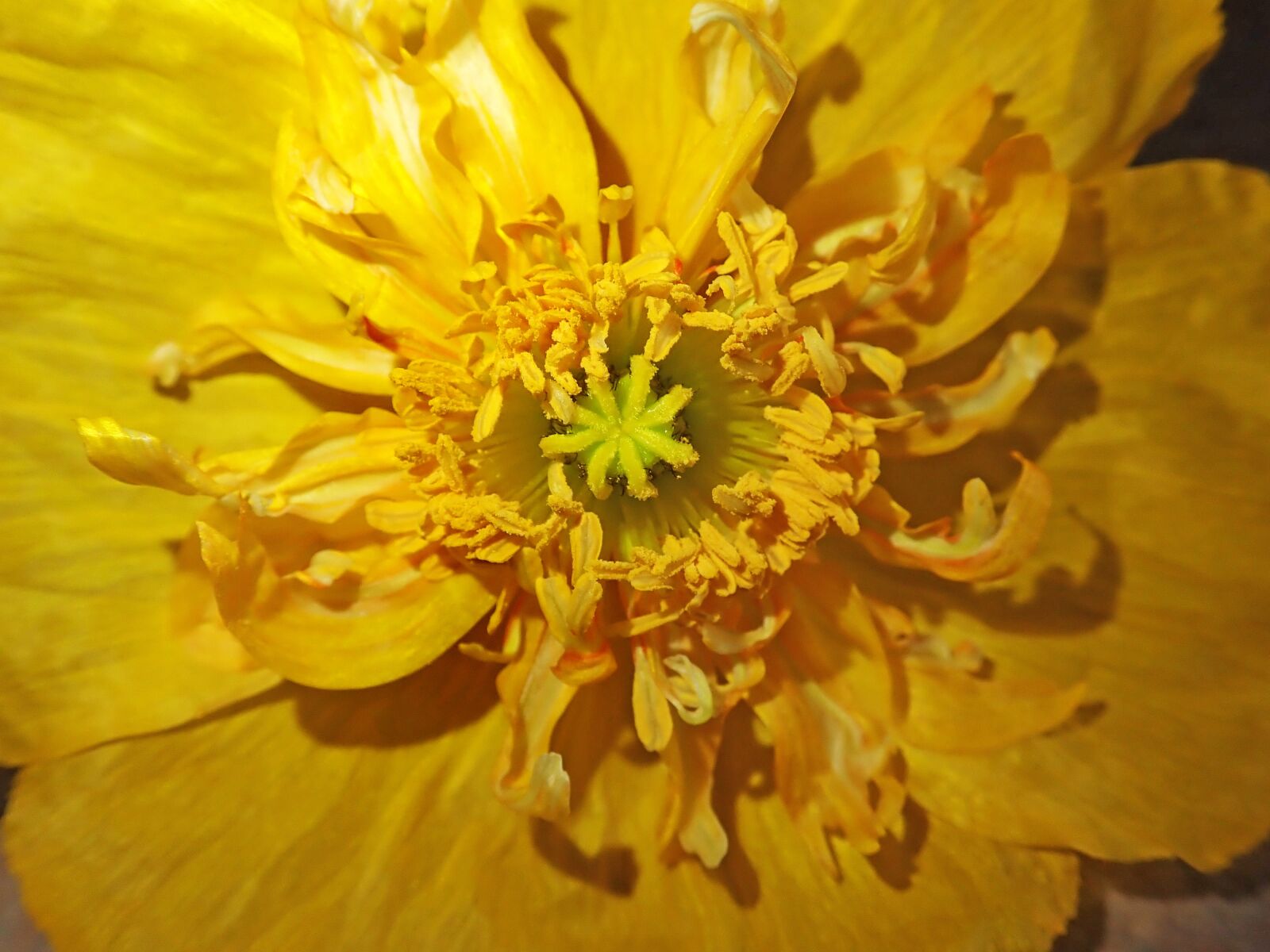 Olympus TG-5 sample photo. Poppy, yellow, flower photography