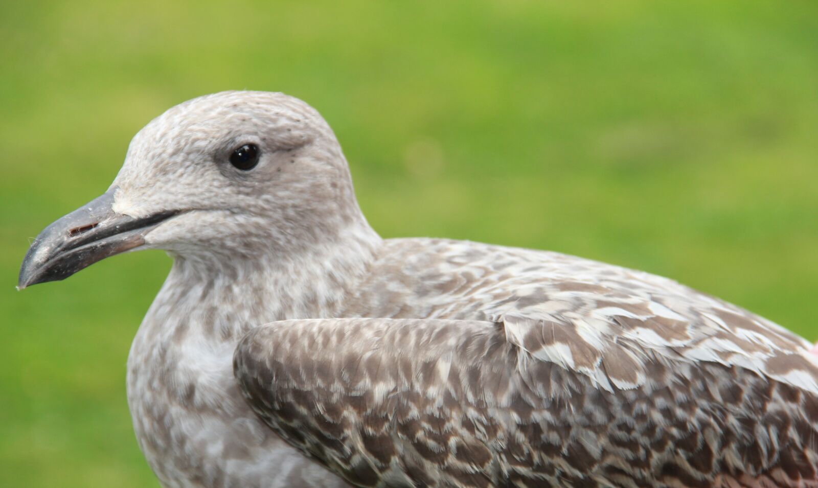 Canon EF-S 18-135mm F3.5-5.6 IS sample photo. Seagull, bird, gull photography