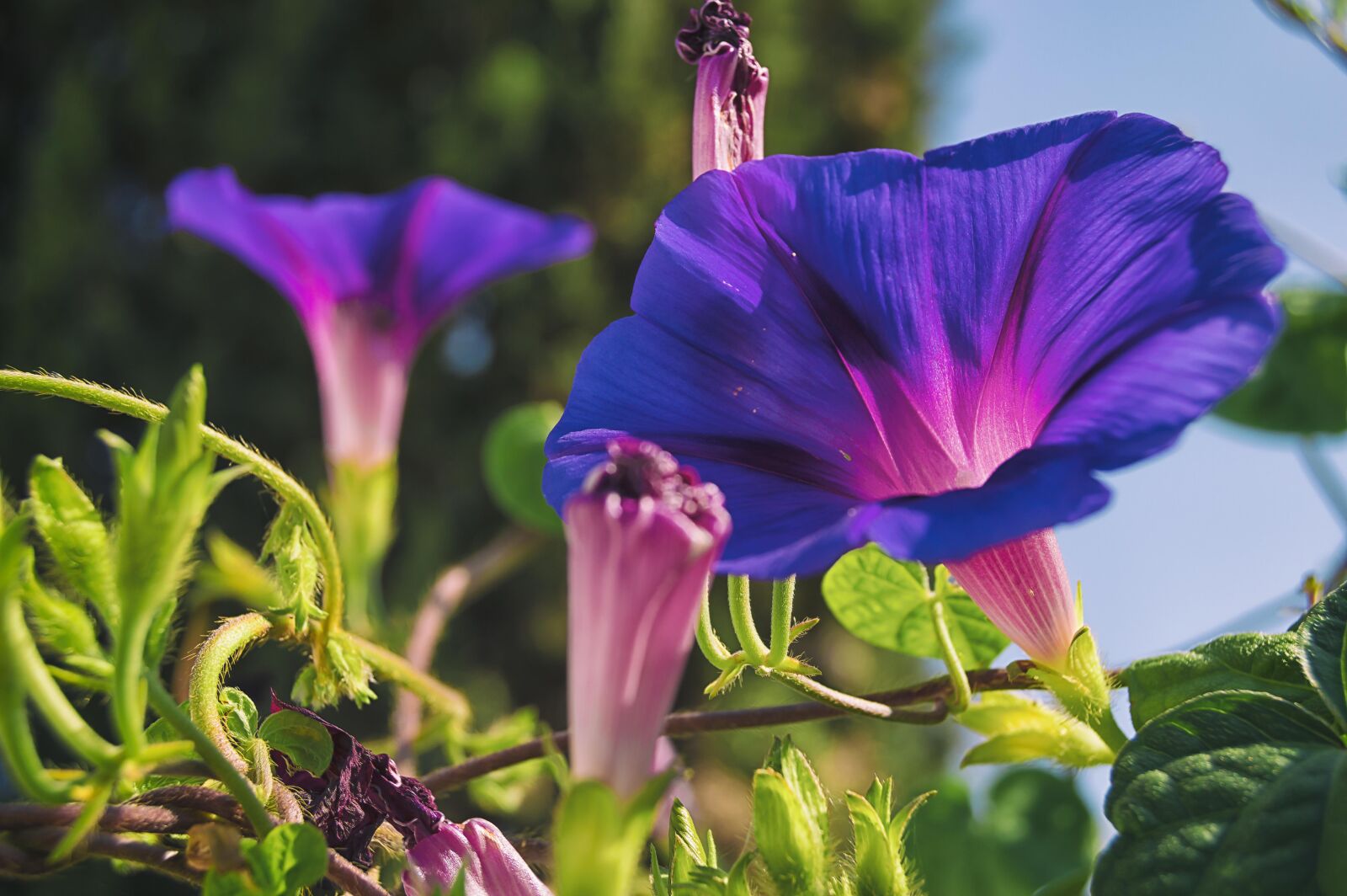 Nikon D3200 sample photo. Morning glory, bells, bluebells photography