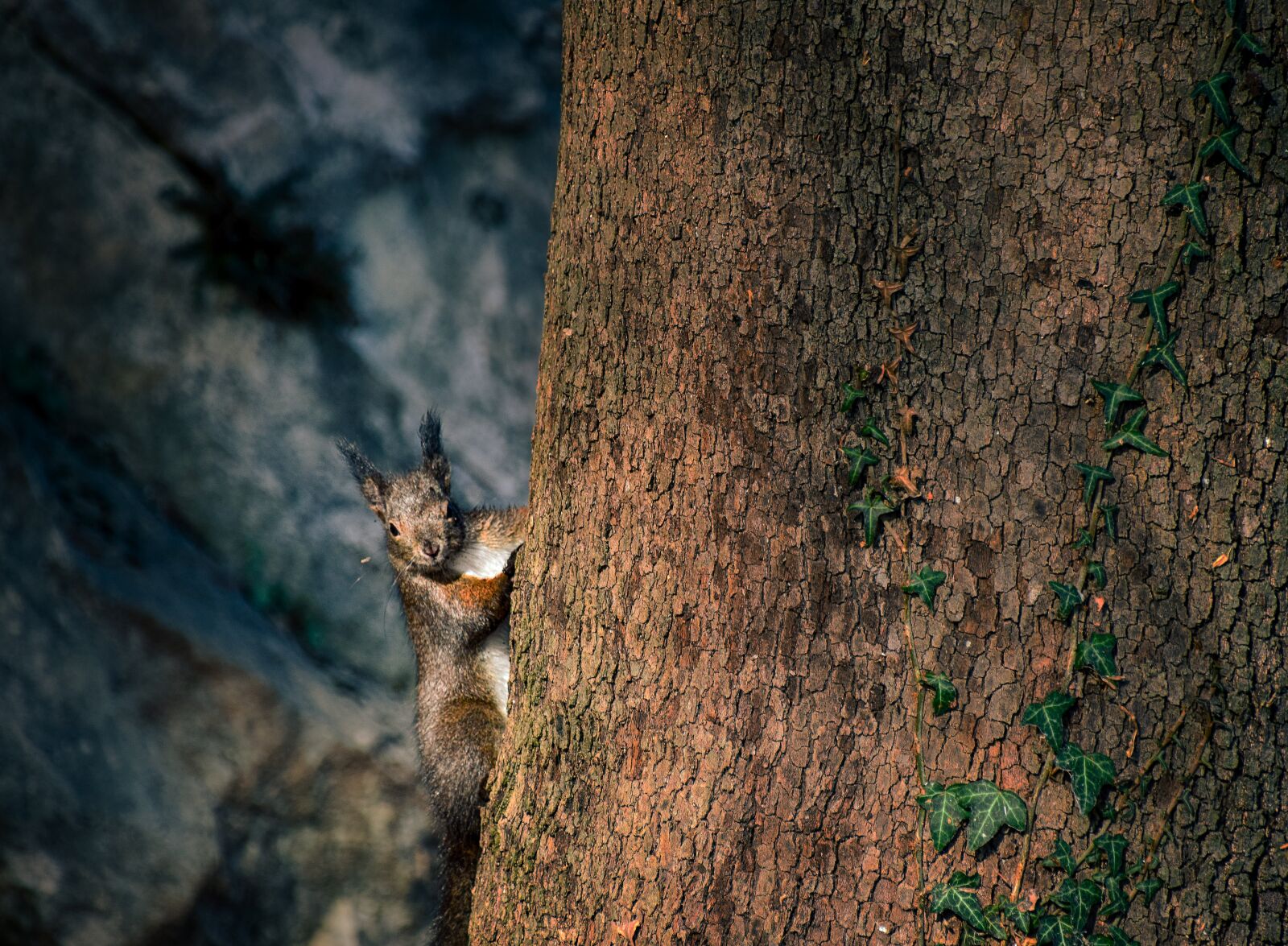 Nikon D5300 sample photo. Animal, tree, nature photography