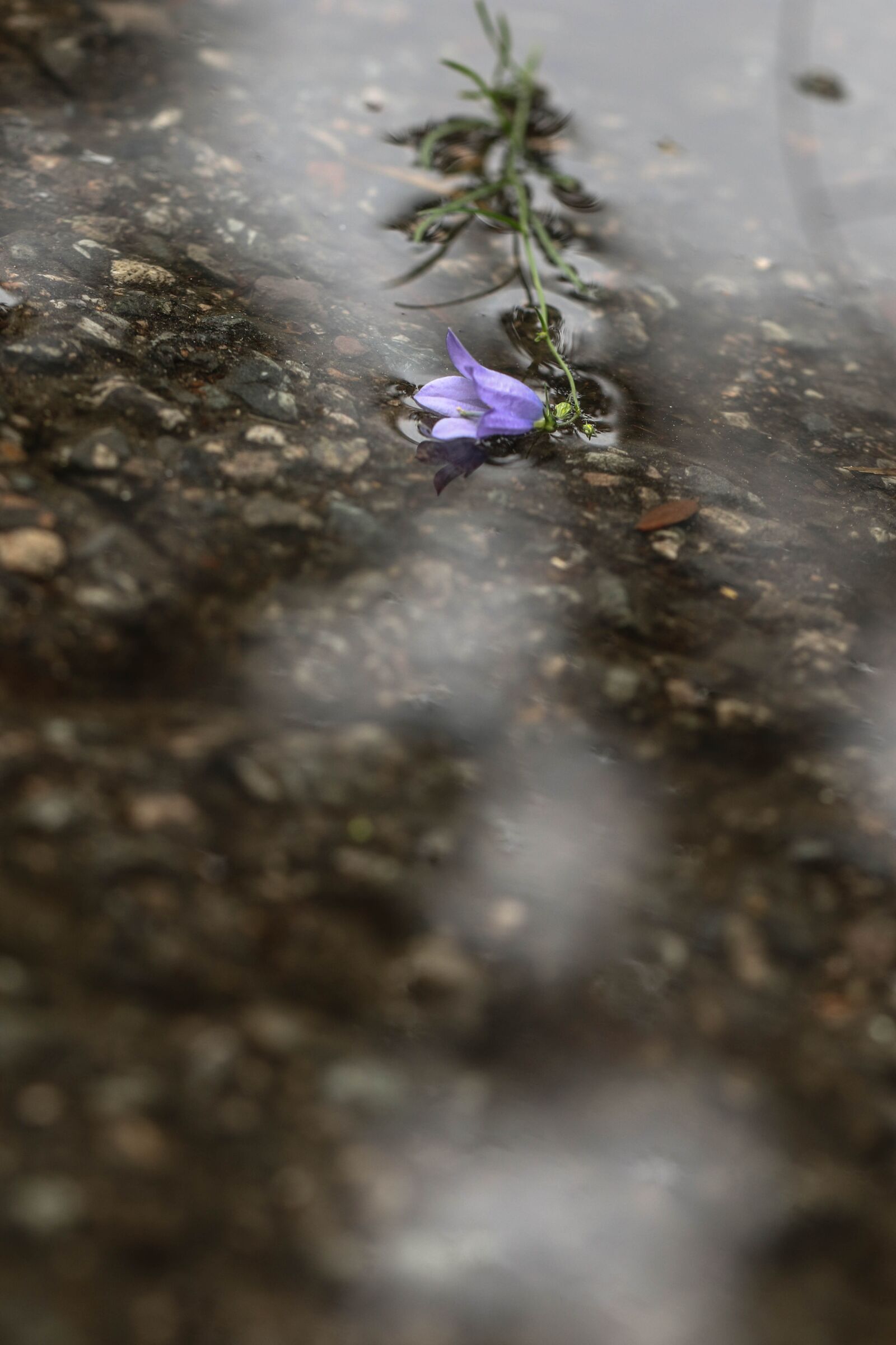 Canon EOS 7D Mark II sample photo. Wild flower, flower, blue photography