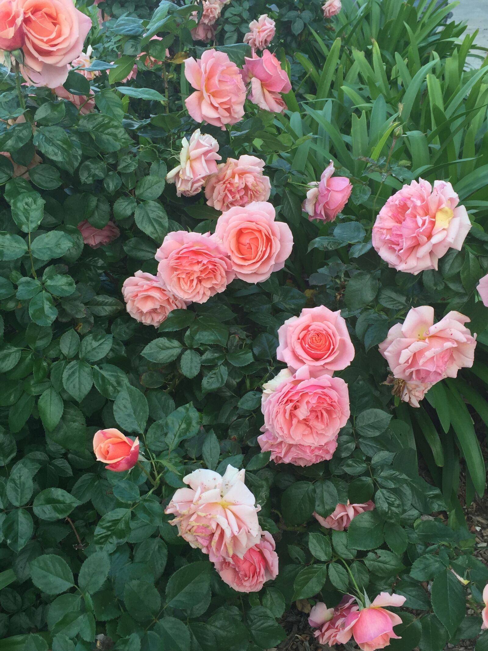 Apple iPhone 6 sample photo. High, angle, view, of photography