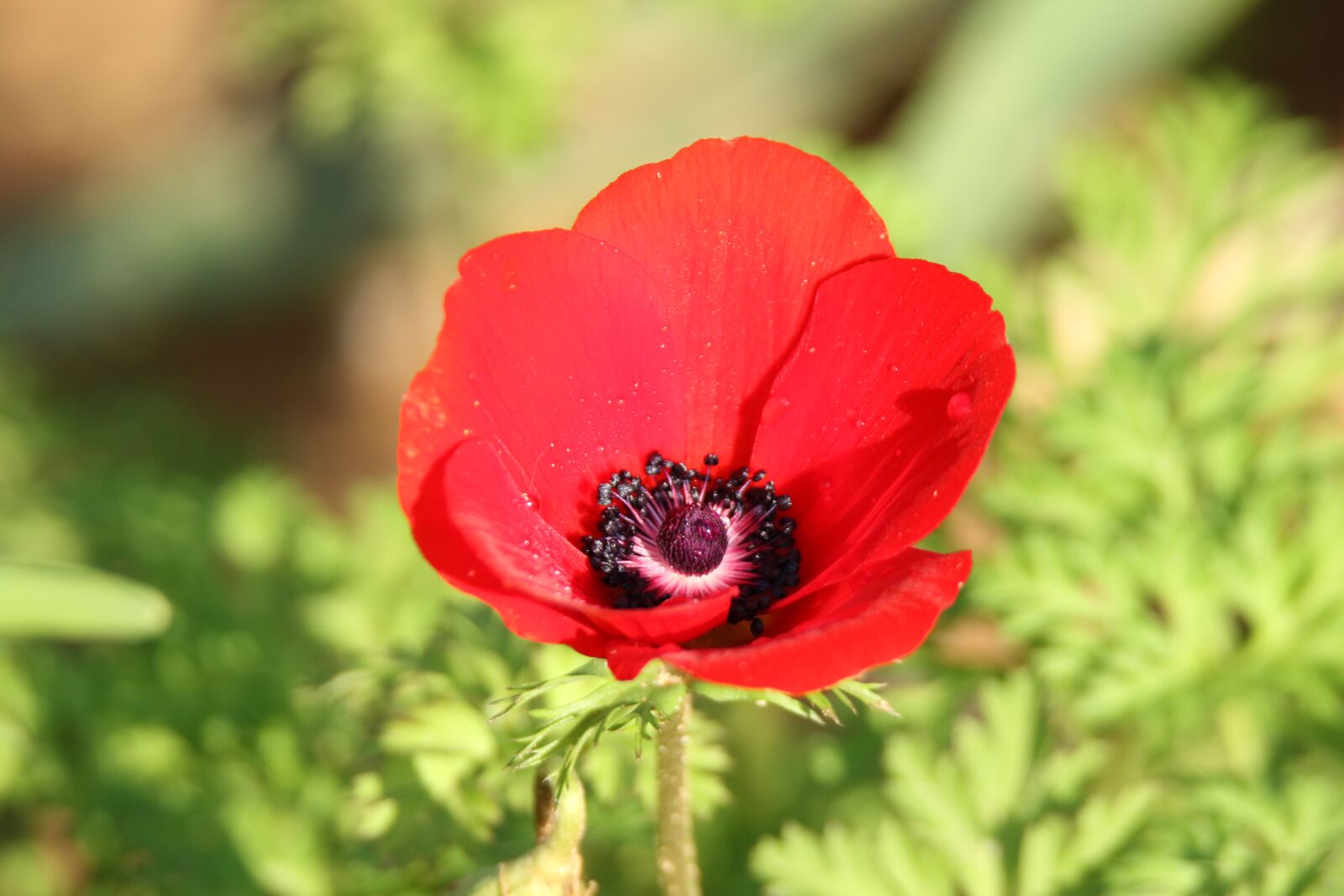 Canon EOS 7D Mark II sample photo. Flower, anemone, red photography