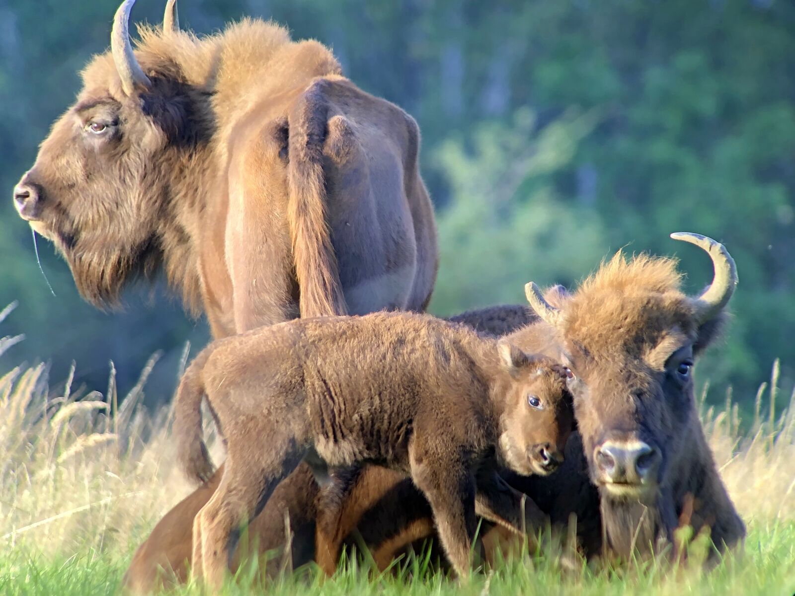 Apple iPhone 8 sample photo. Bison, family, nature photography