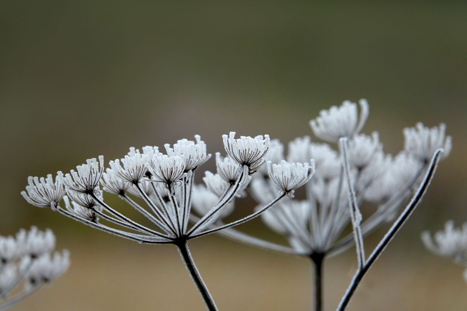 Sony Cyber-shot DSC-RX10 III sample photo. Hoarfrost, plant, nature photography