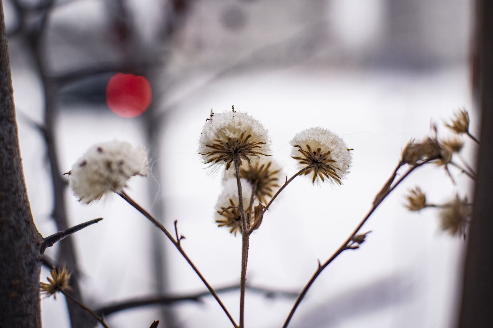 Nikon D5300 sample photo. Snow, winter, plants photography