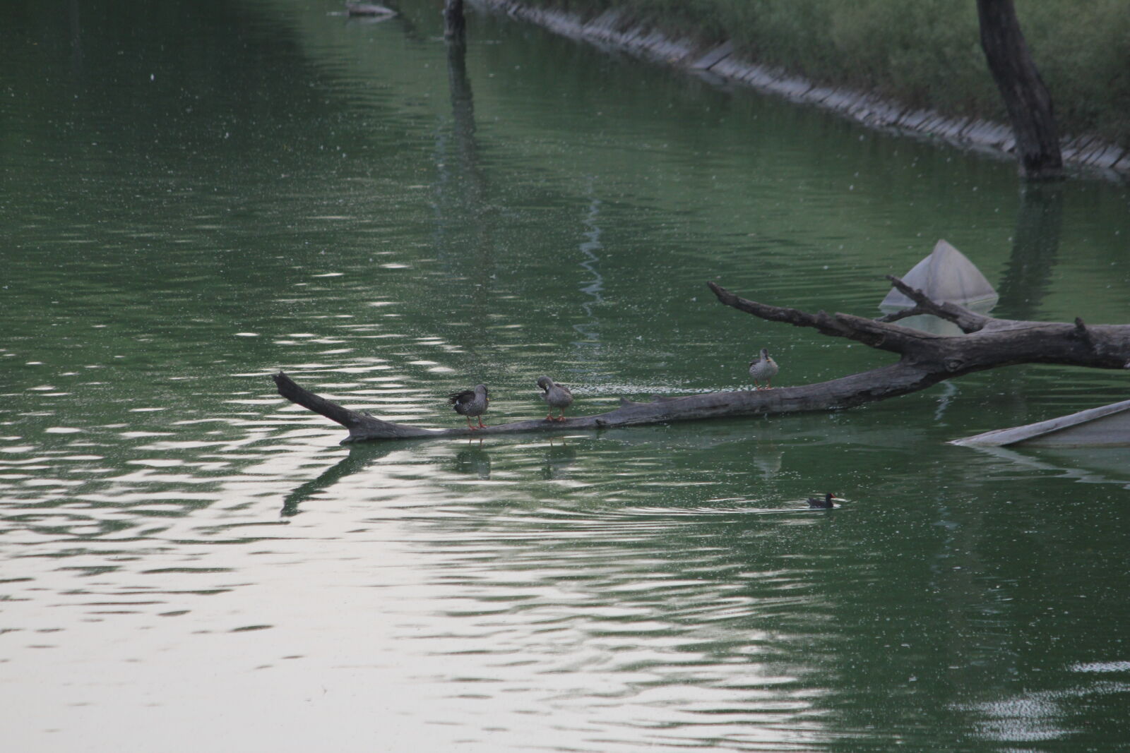 Canon EF-S 55-250mm F4-5.6 IS sample photo. Background, image, blue, water photography