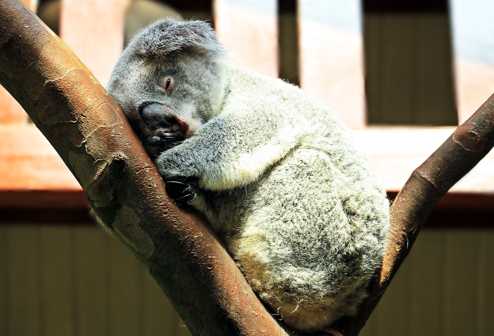 Canon EOS 550D (EOS Rebel T2i / EOS Kiss X4) sample photo. Koala, animal, sweet photography