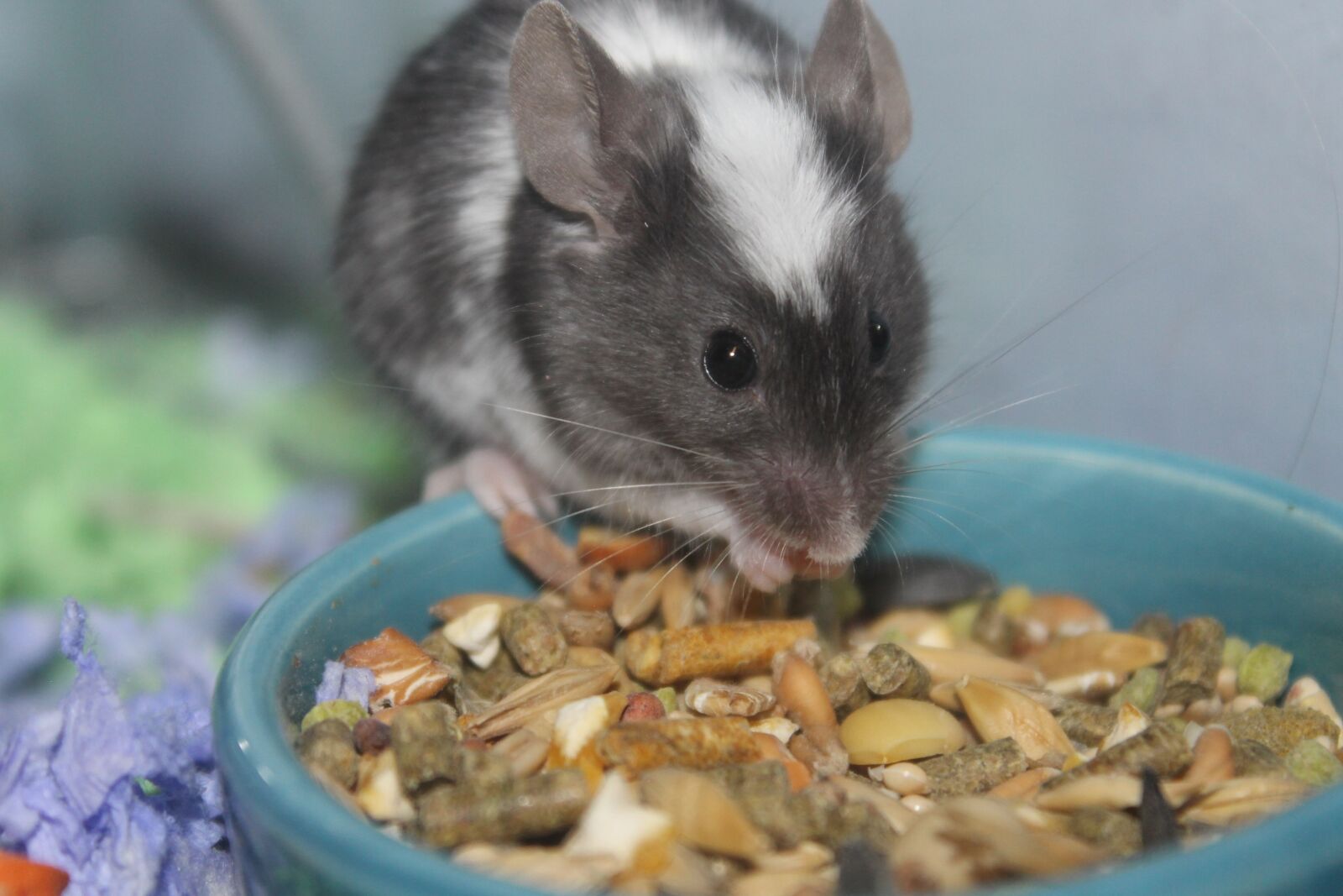Canon EOS 1100D (EOS Rebel T3 / EOS Kiss X50) sample photo. Food, little, mouse photography