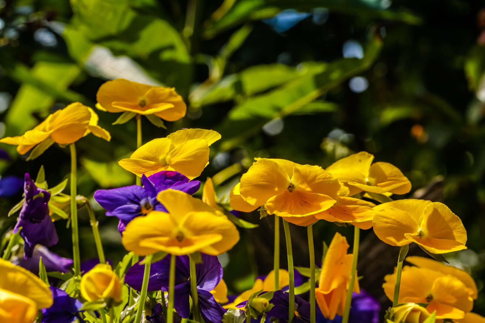 Canon EF 100mm F2.8L Macro IS USM sample photo. Pansy, flower, nature photography