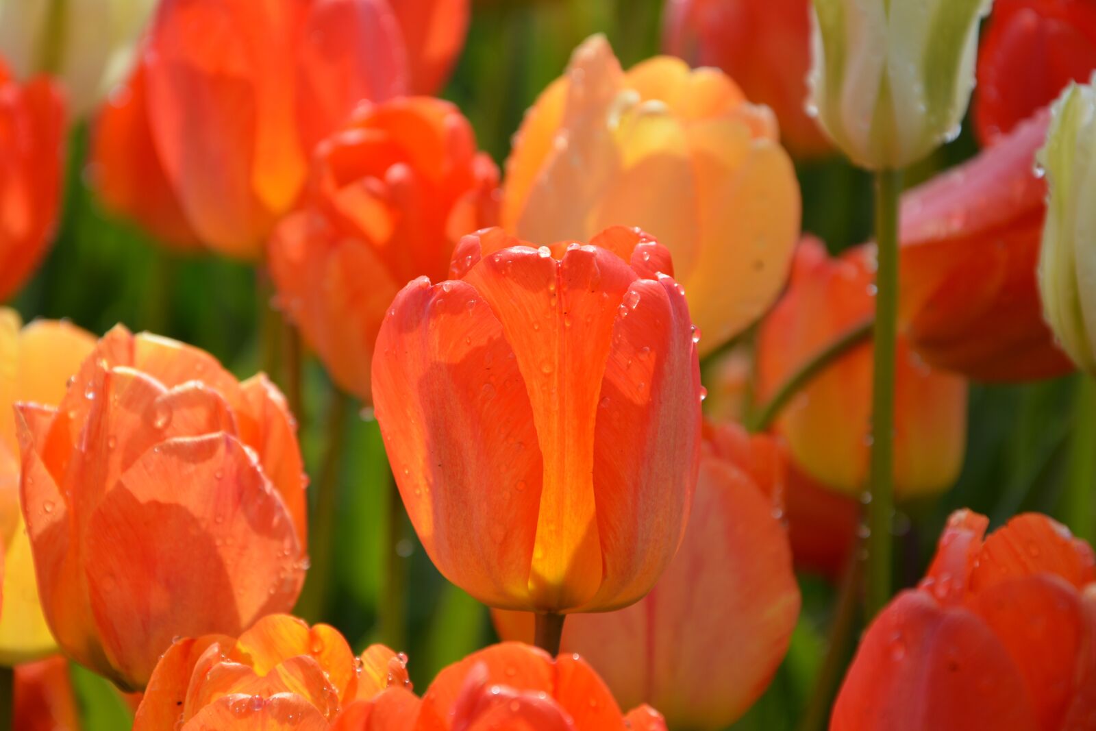 Nikon D7100 sample photo. Tulips, red, macro photography