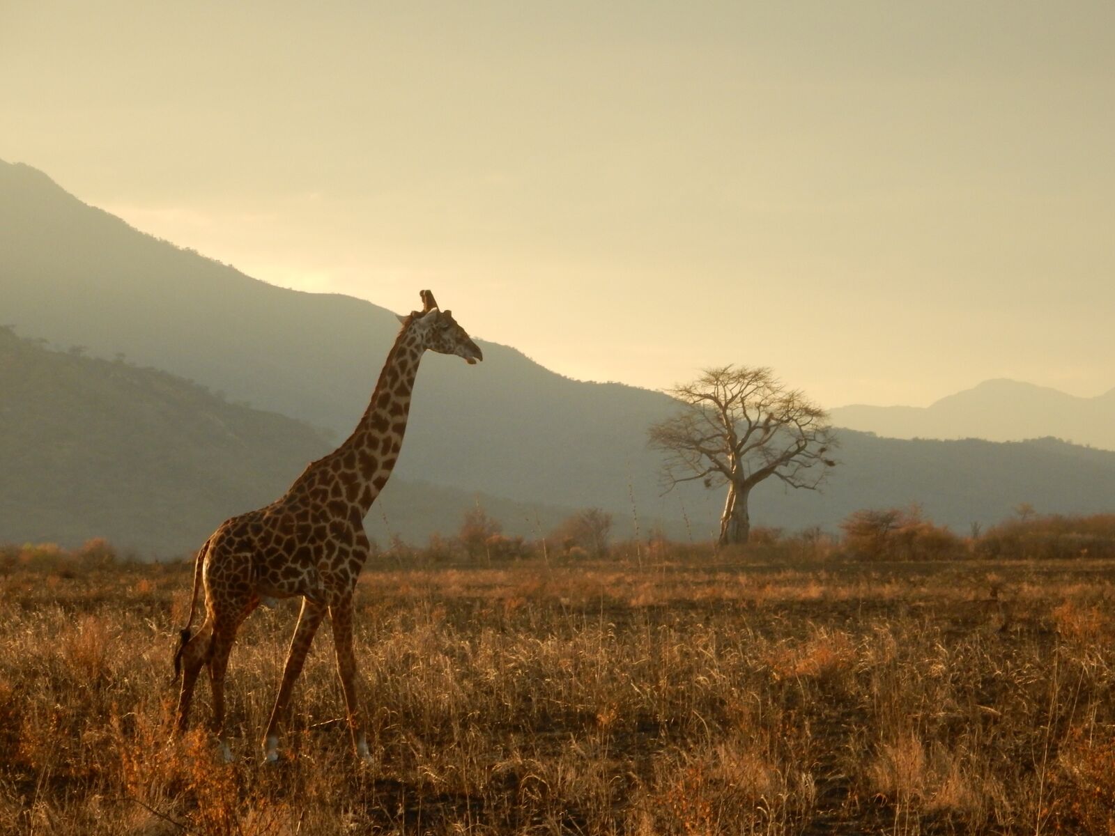 Nikon Coolpix S9700 sample photo. Giraffe, tanzania, safari photography