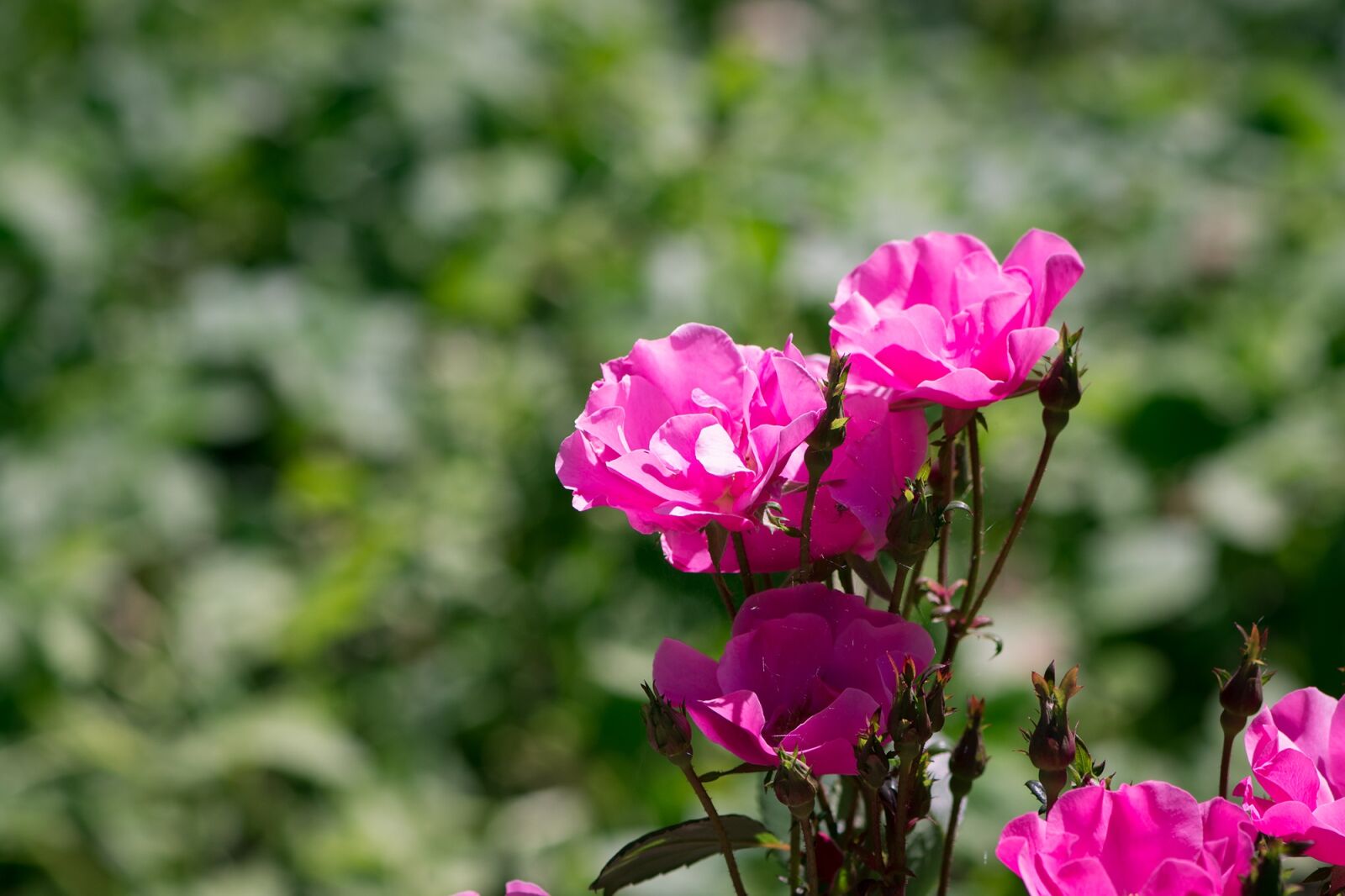 Nikon D7100 sample photo. Roses, pink, pink roses photography