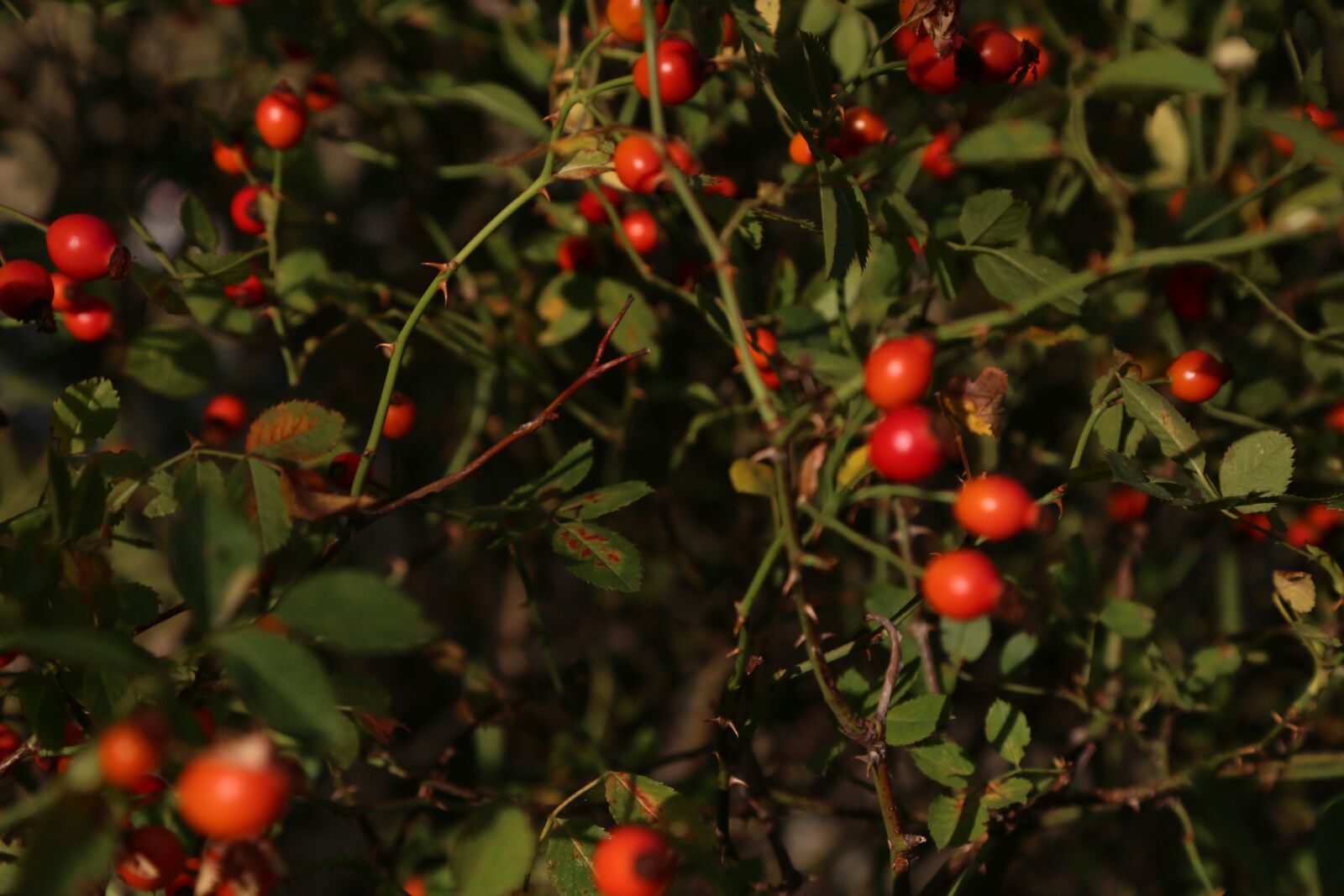 Canon EF 24-105mm F4L IS USM sample photo. Rosehip, fruit, nature photography