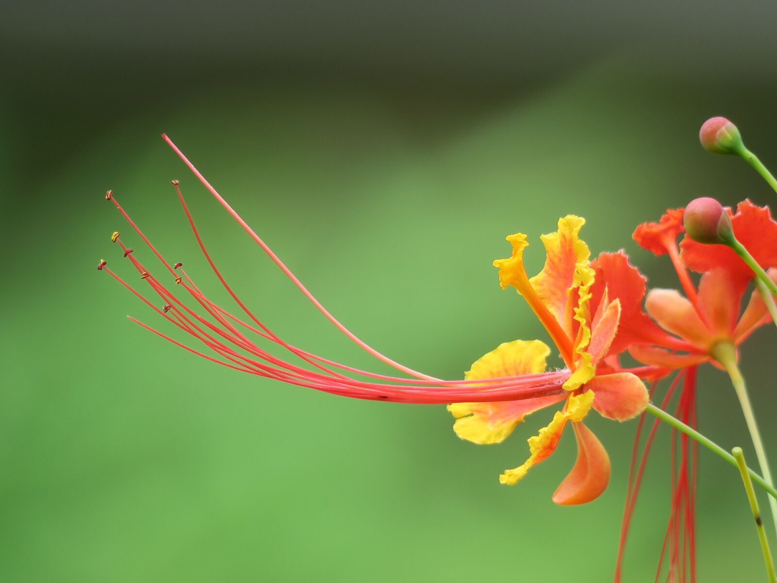 Canon PowerShot G3 X sample photo. Nature, flower, leaf photography