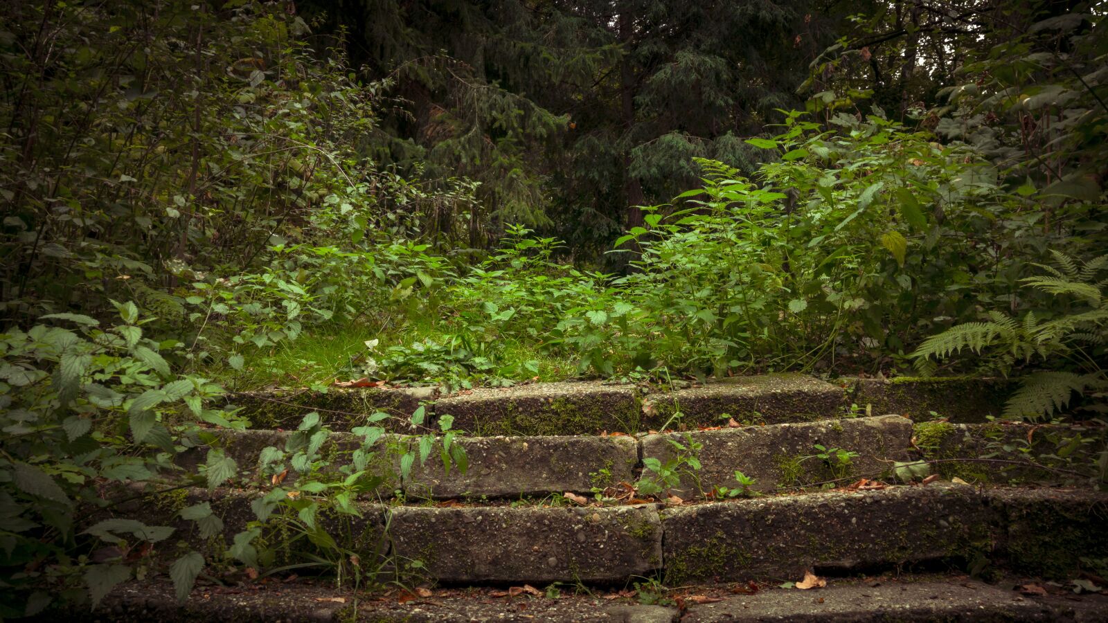 LG G4 sample photo. Stairs, plants, the environment photography