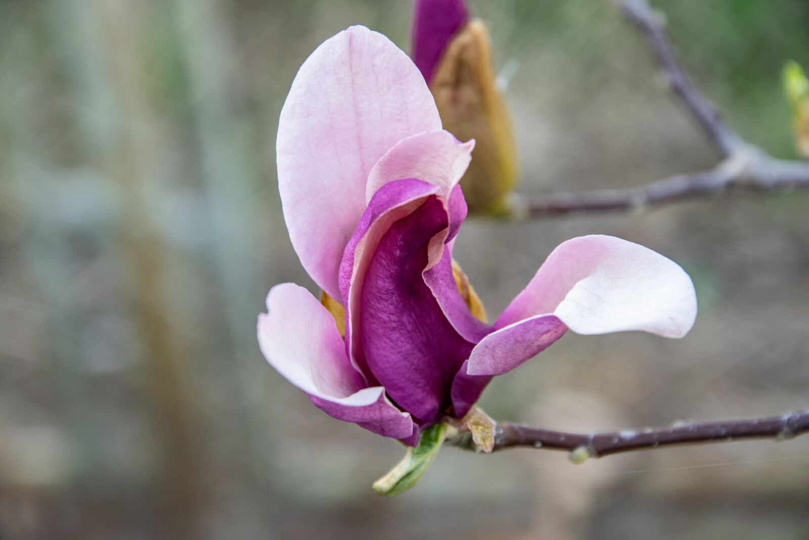 Nikon D3300 sample photo. Flower, wood, garden photography