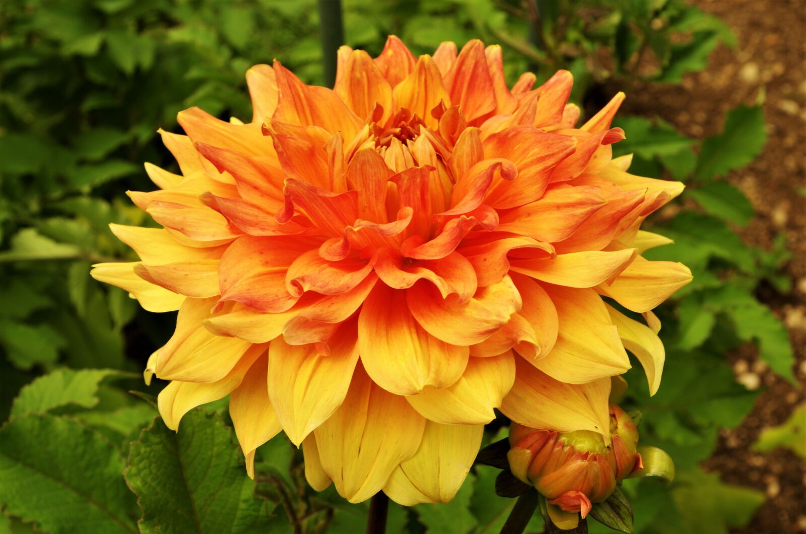 Pentax K-50 sample photo. Flower, flower mottled, dalia photography