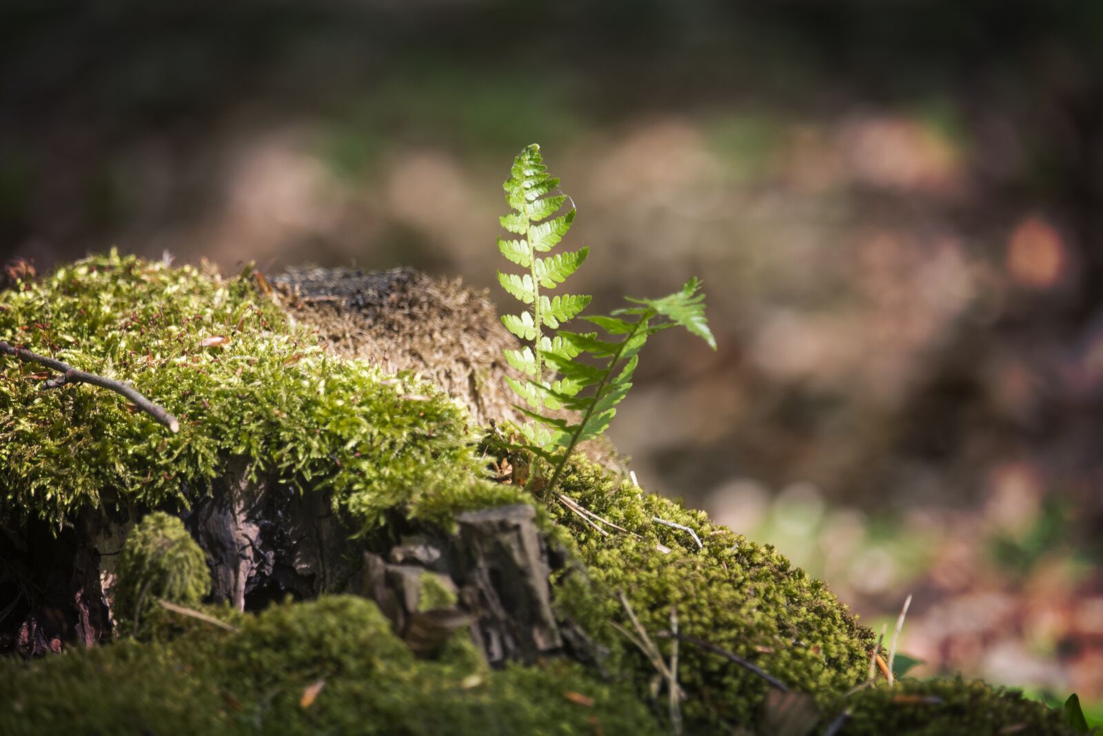 Canon EF-S 55-250mm F4-5.6 IS STM sample photo. Nature, plant, leaf photography