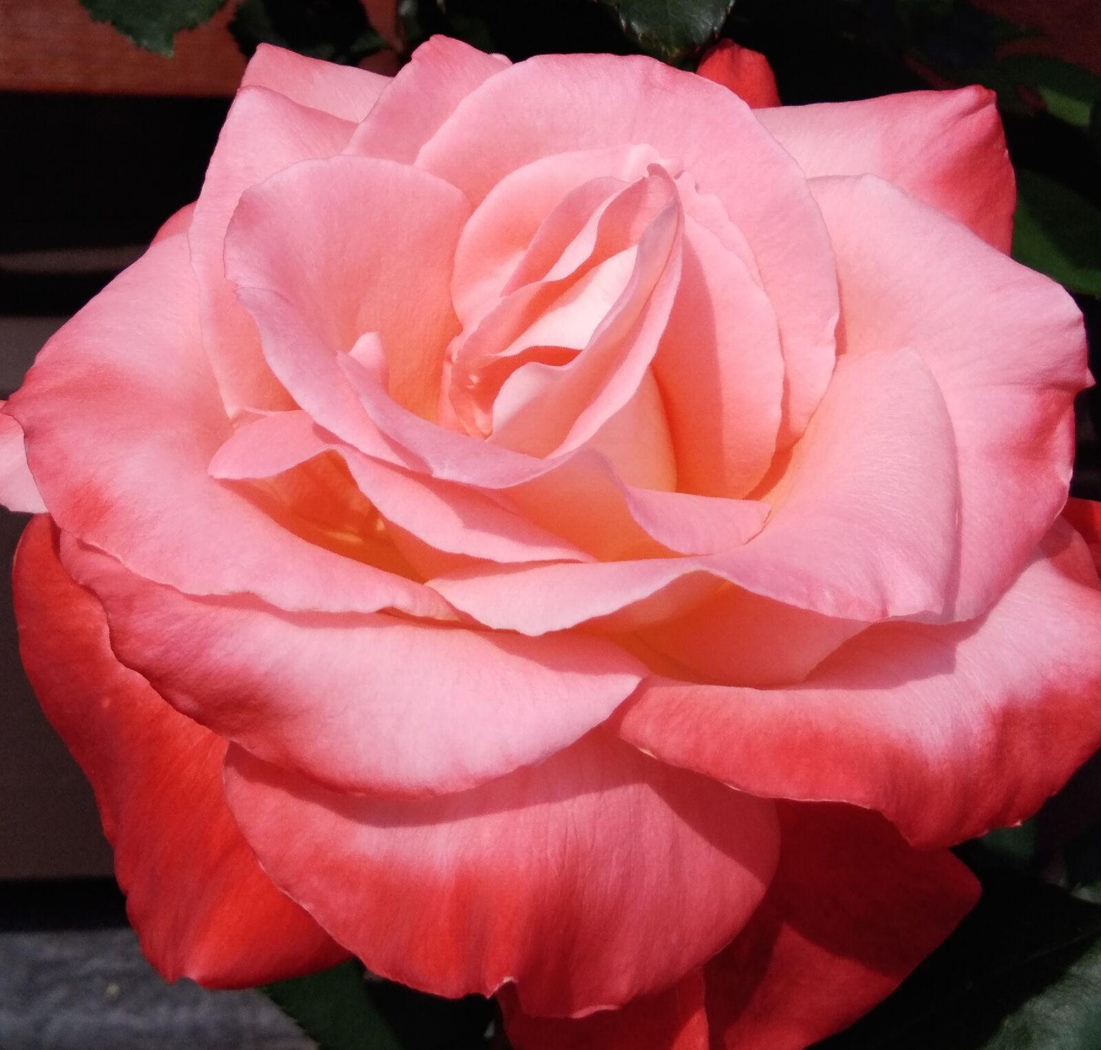 vivo Y55s sample photo. Flower, rose, pink rose photography