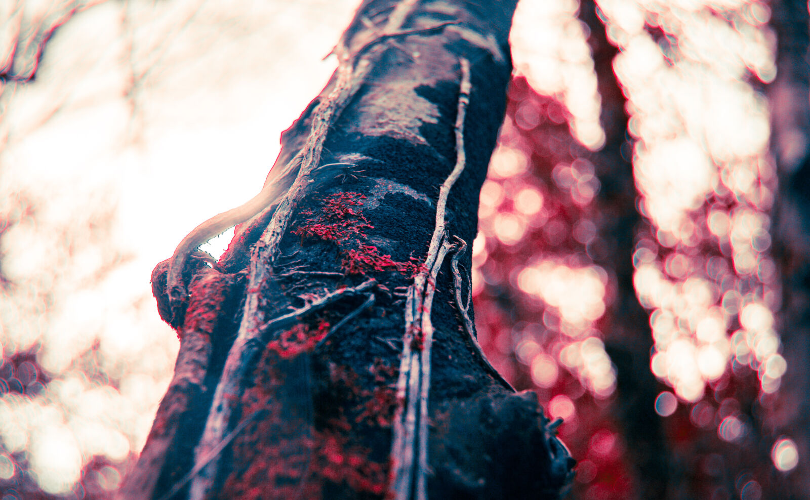 Nikon D3200 sample photo. Autumn, branch, crimson, forest photography