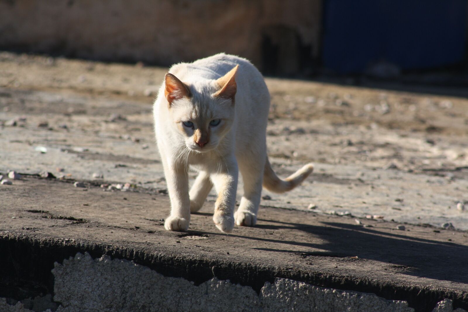Canon EOS 1000D (EOS Digital Rebel XS / EOS Kiss F) sample photo. Chat, wild cat, cat photography