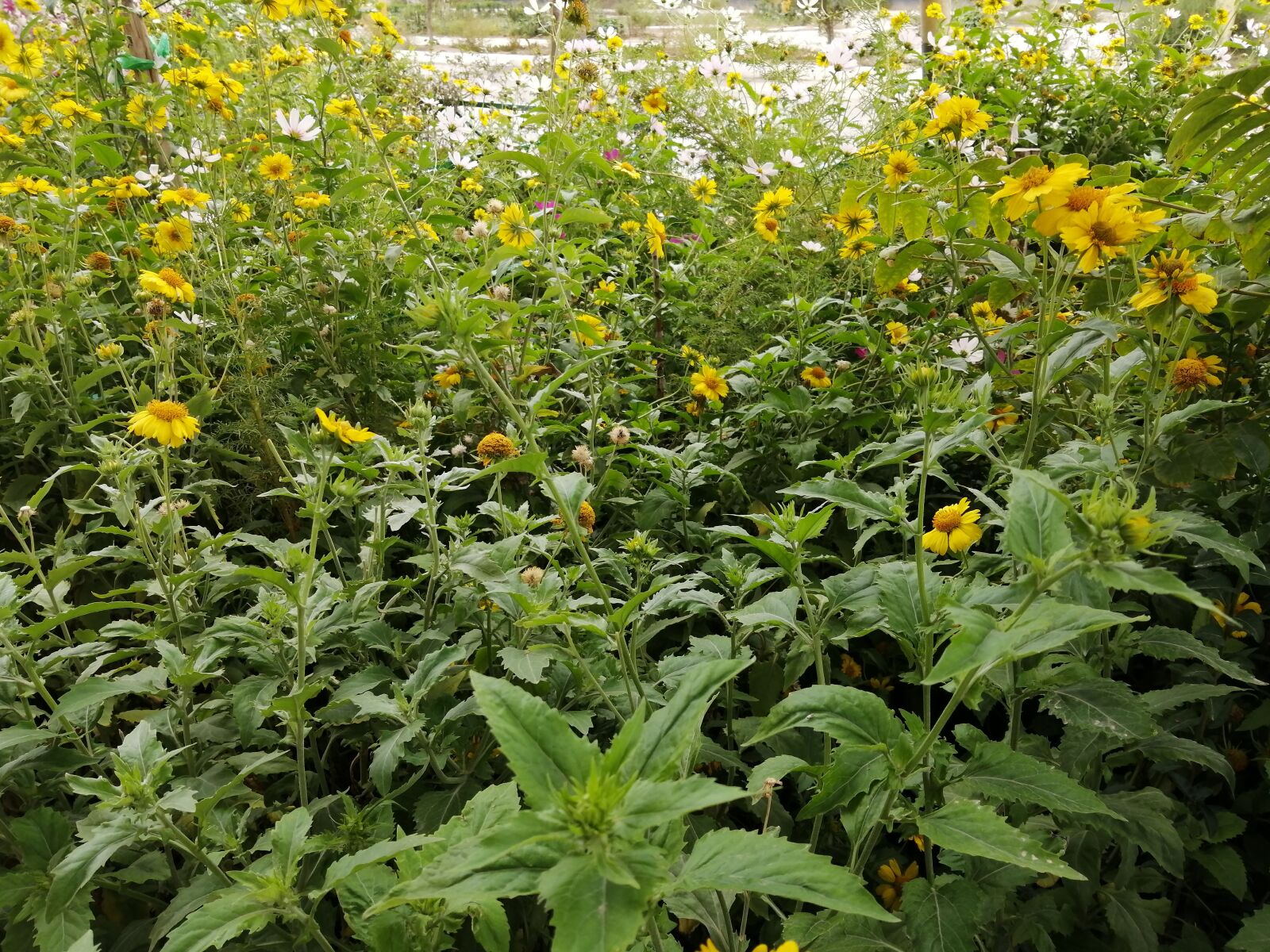 HUAWEI P30 LITE sample photo. Yellow flowers, boulevard flowers photography