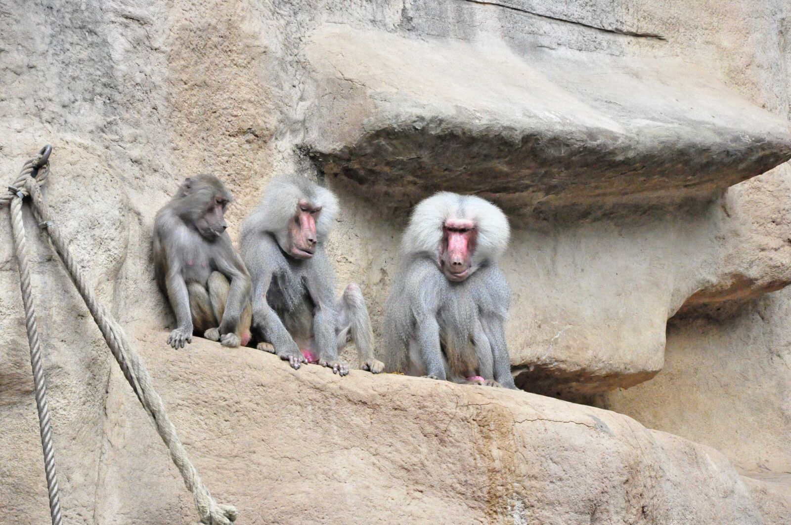 Nikon D90 sample photo. Nature, rock, monkey photography