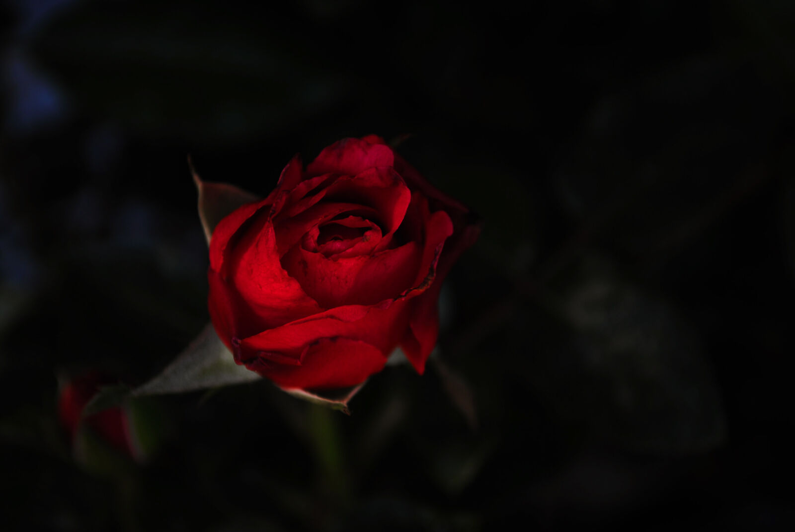 Nikon D3000 sample photo. Beautiful, flowers, flower, flower photography