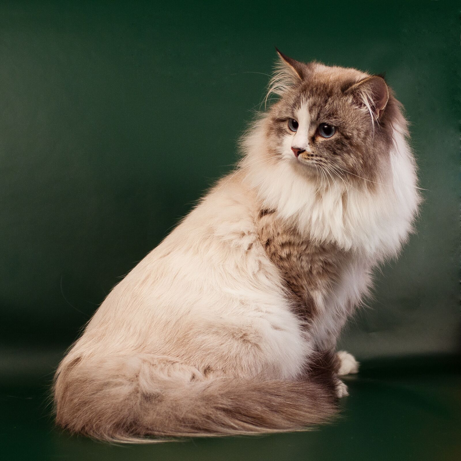 Canon EOS 40D sample photo. Neva masquerade cat, cat photography