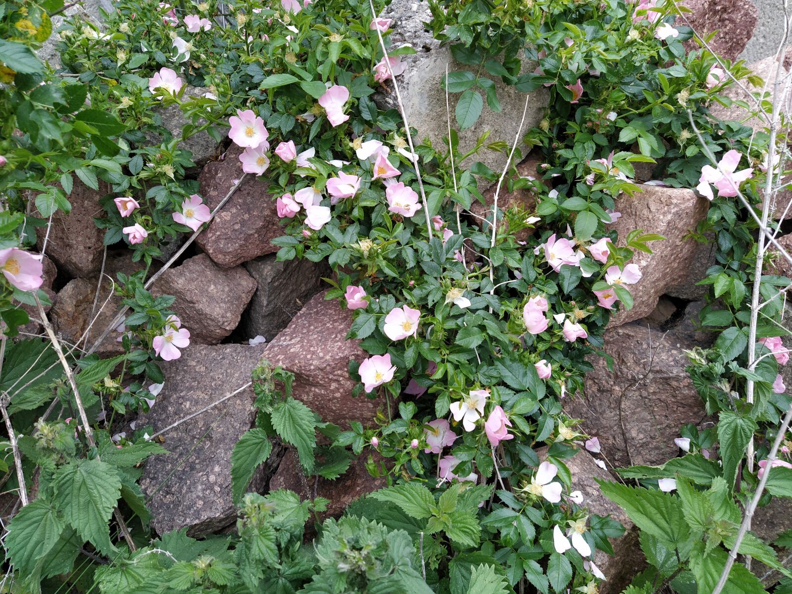 Xiaomi Mi A3 sample photo. Wild roses, stones, wall photography