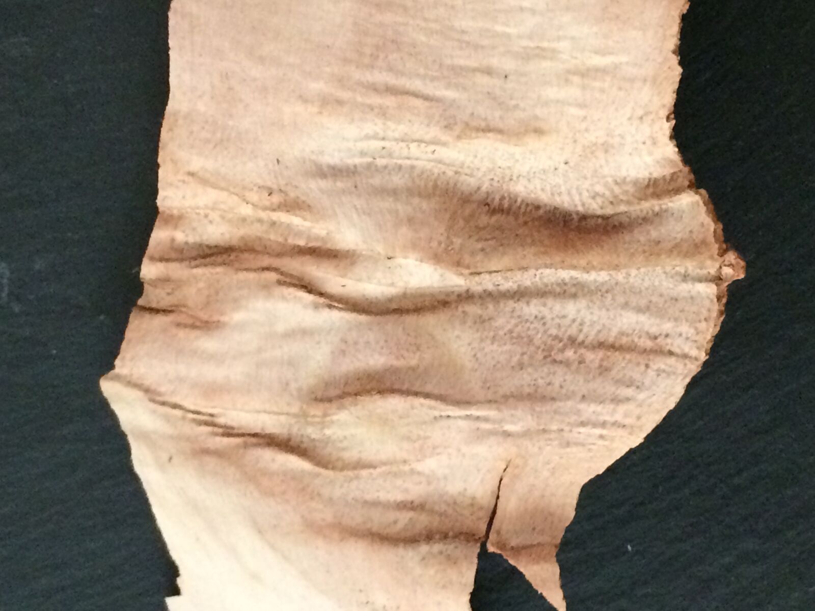 iPhone 5s back camera 4.15mm f/2.2 sample photo. Bark, wood, texture photography