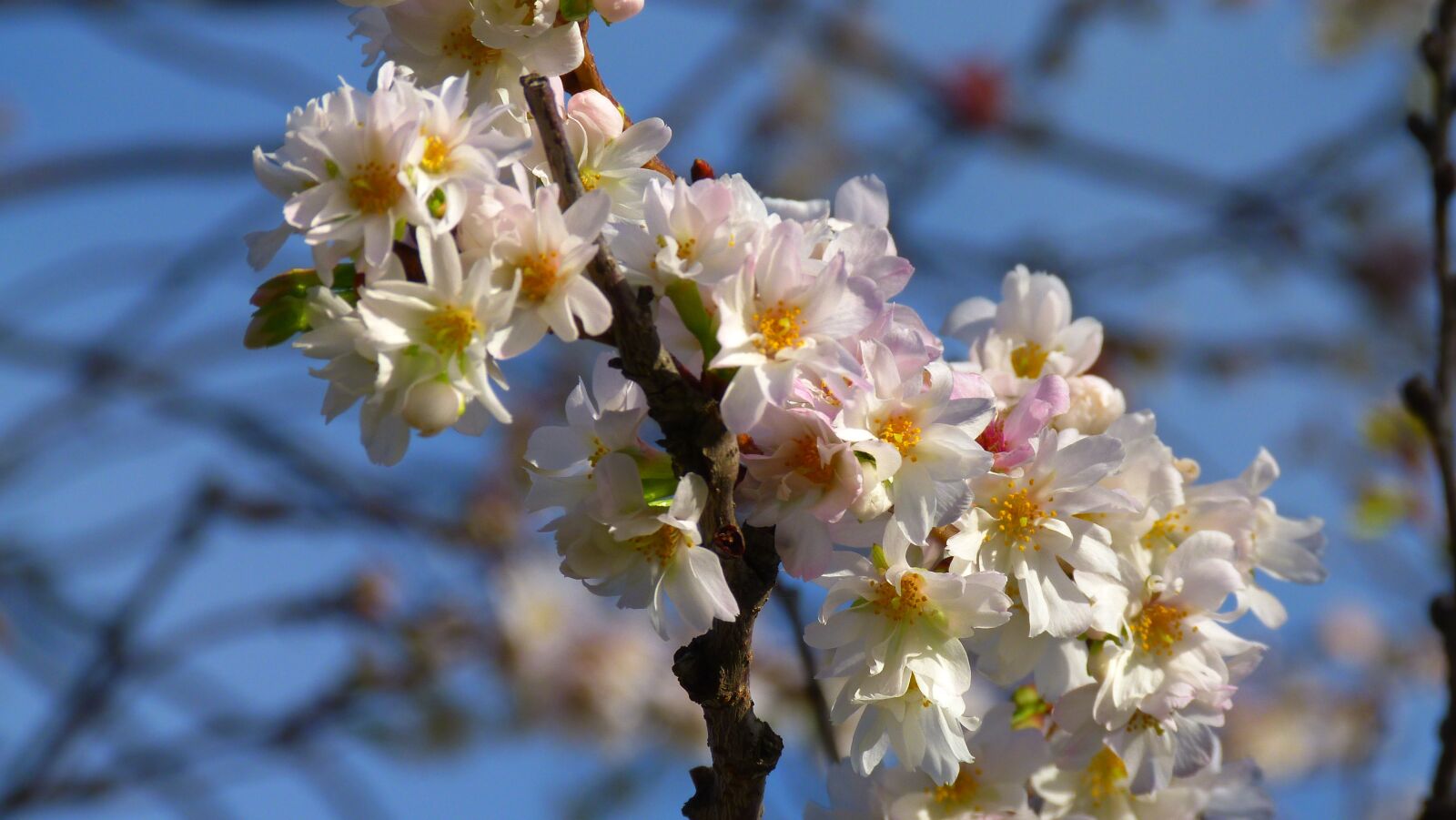 Panasonic Lumix DMC-FZ40 (Lumix DMC-FZ45) sample photo. Cherry blossoms, blossom, bloom photography