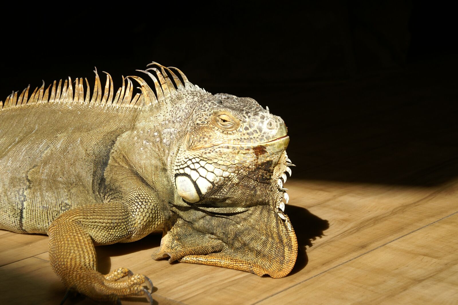 KONICA MINOLTA DYNAX 5D sample photo. Reptile, iguana, nature photography