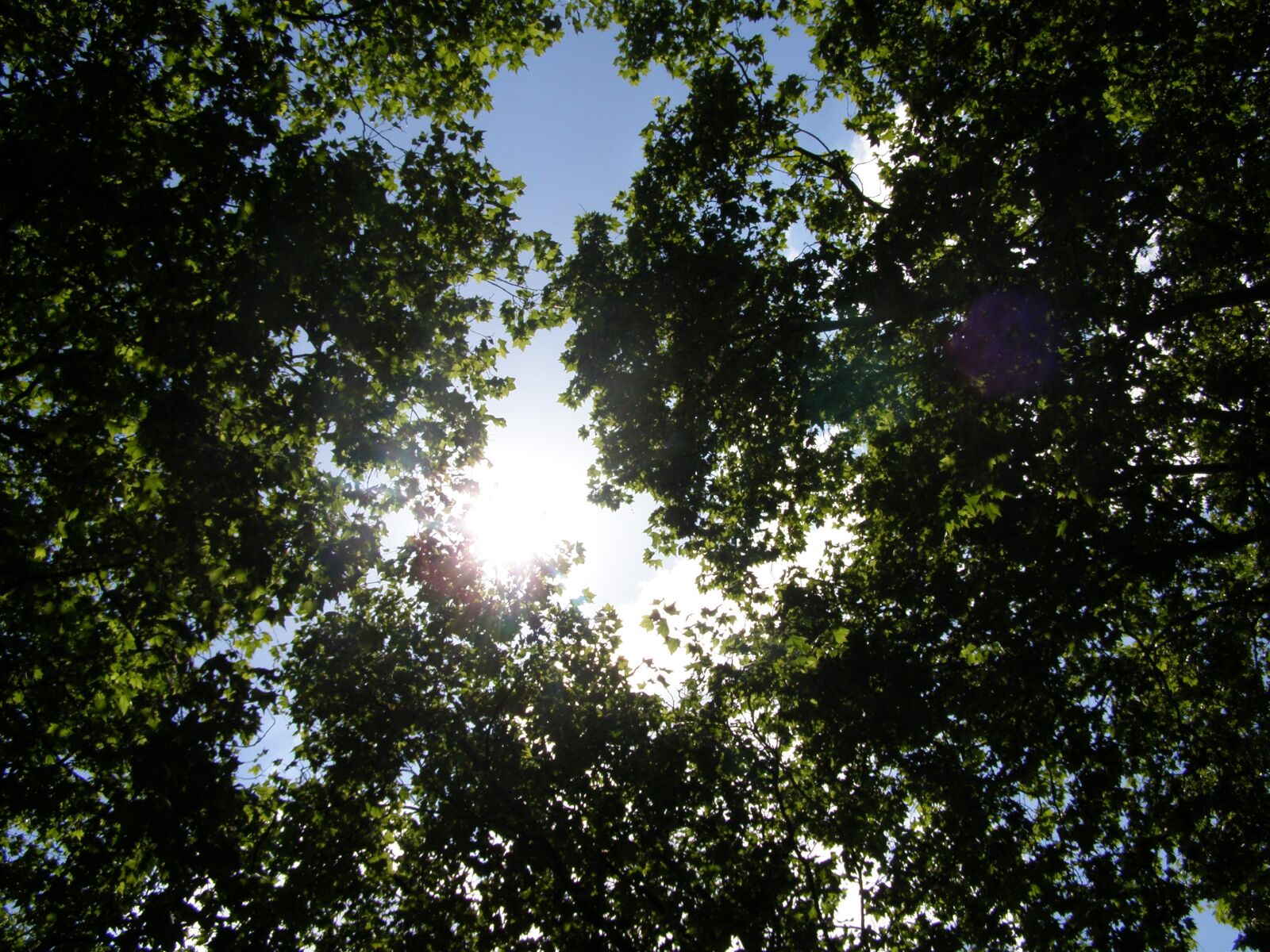 Olympus SP510UZ sample photo. Trees, nature, forest photography