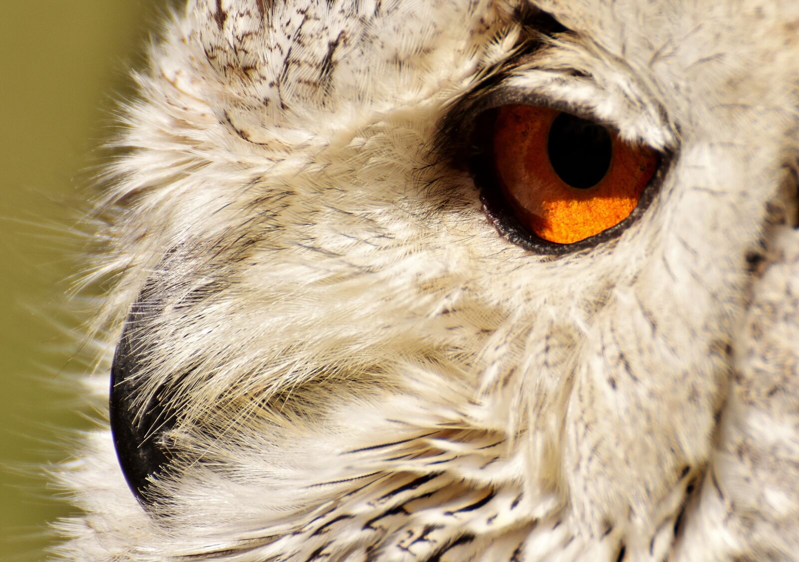 Nikon D7200 sample photo. Owl, bird, feather photography