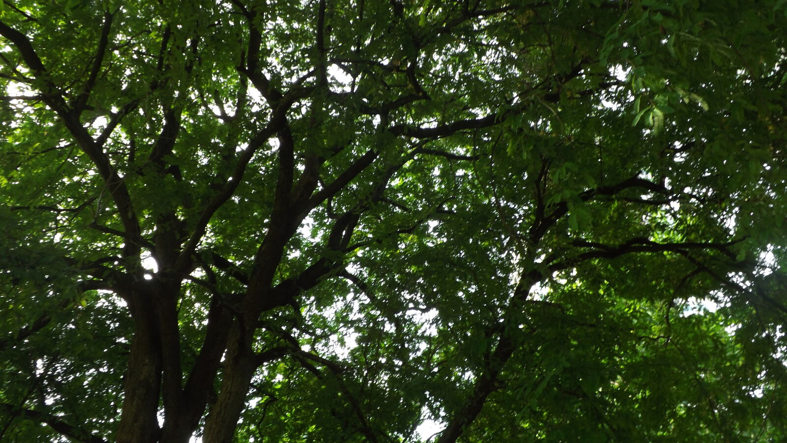 Fujifilm FinePix S4200 sample photo