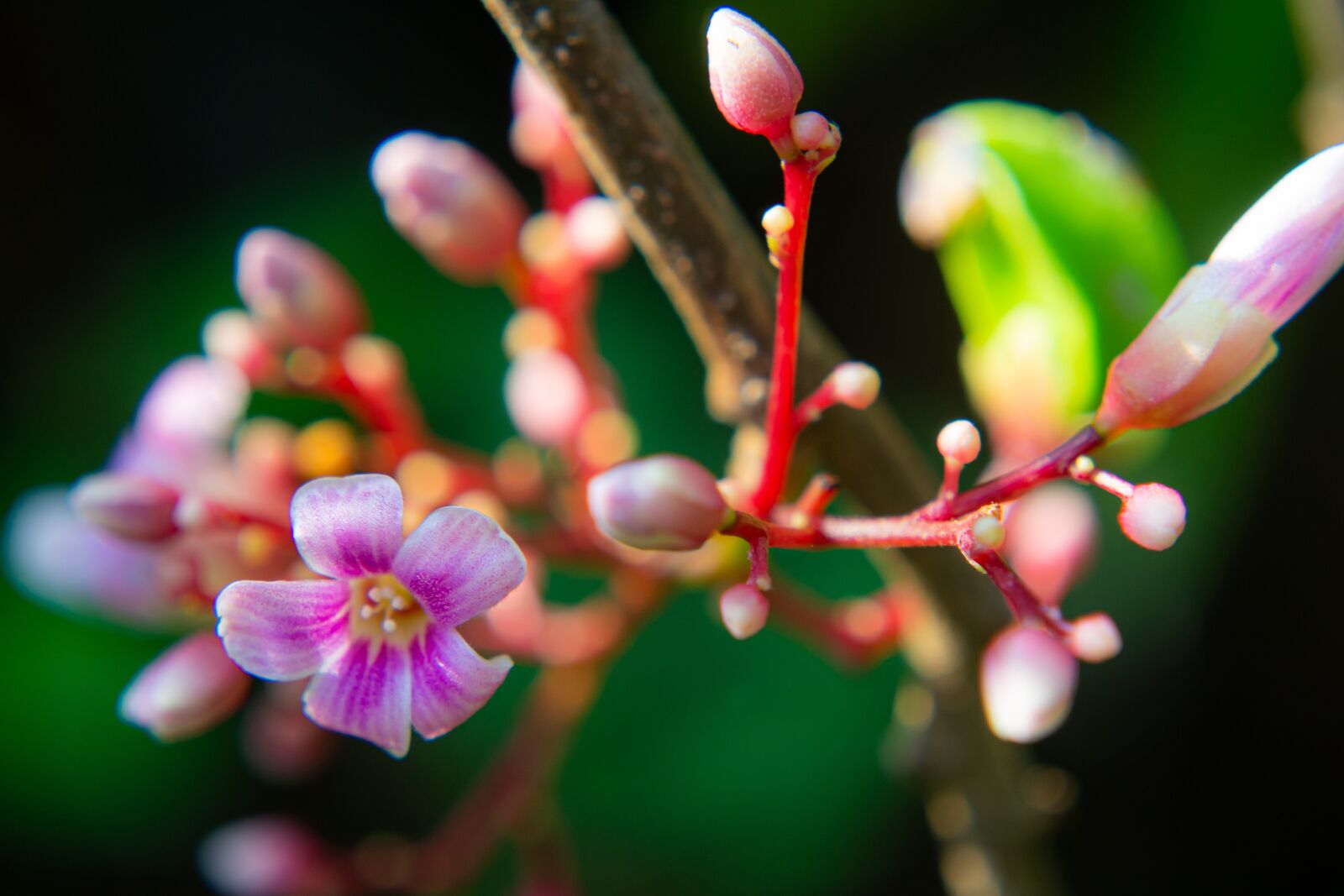 Nikon D3100 sample photo. Macro, sunlight, flower garden photography