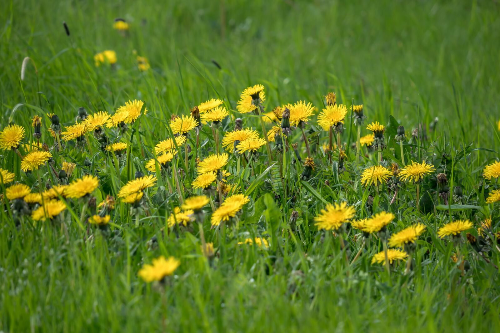 Canon PowerShot G3 X sample photo. Dandelion, meadow, flower meadow photography
