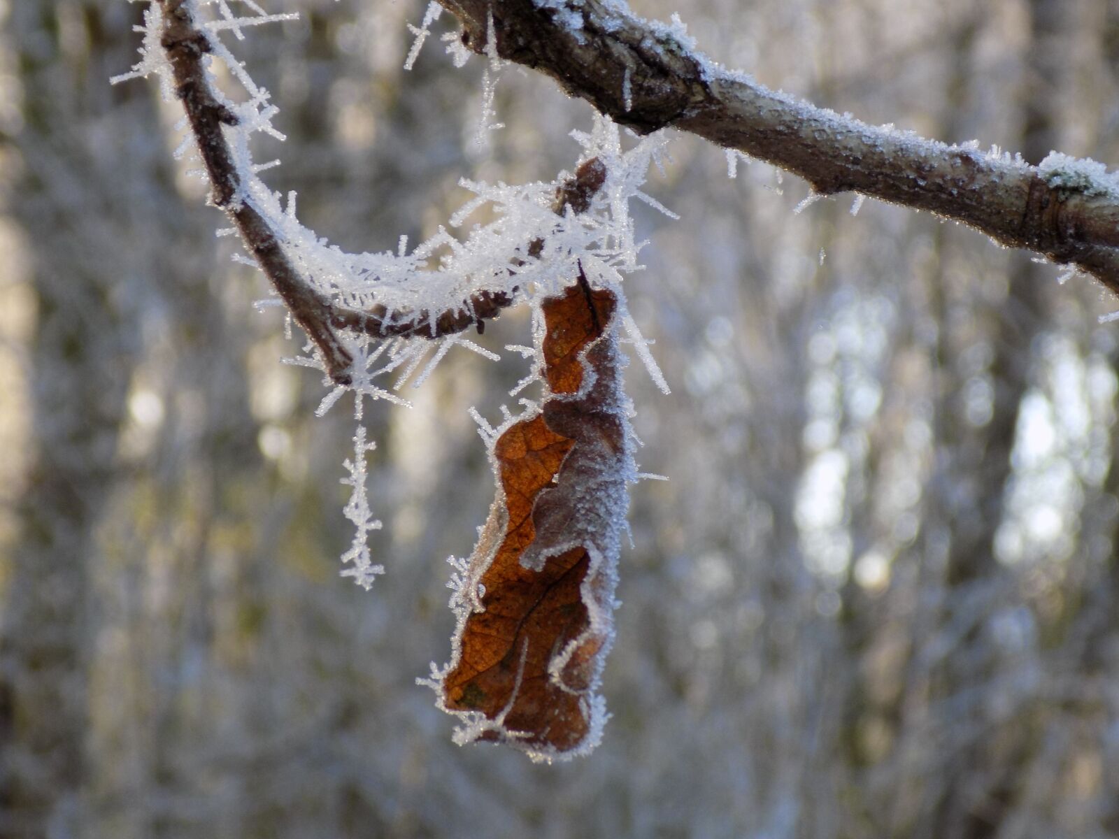 Nikon COOLPIX L340 sample photo. Frost, cold, frozen photography