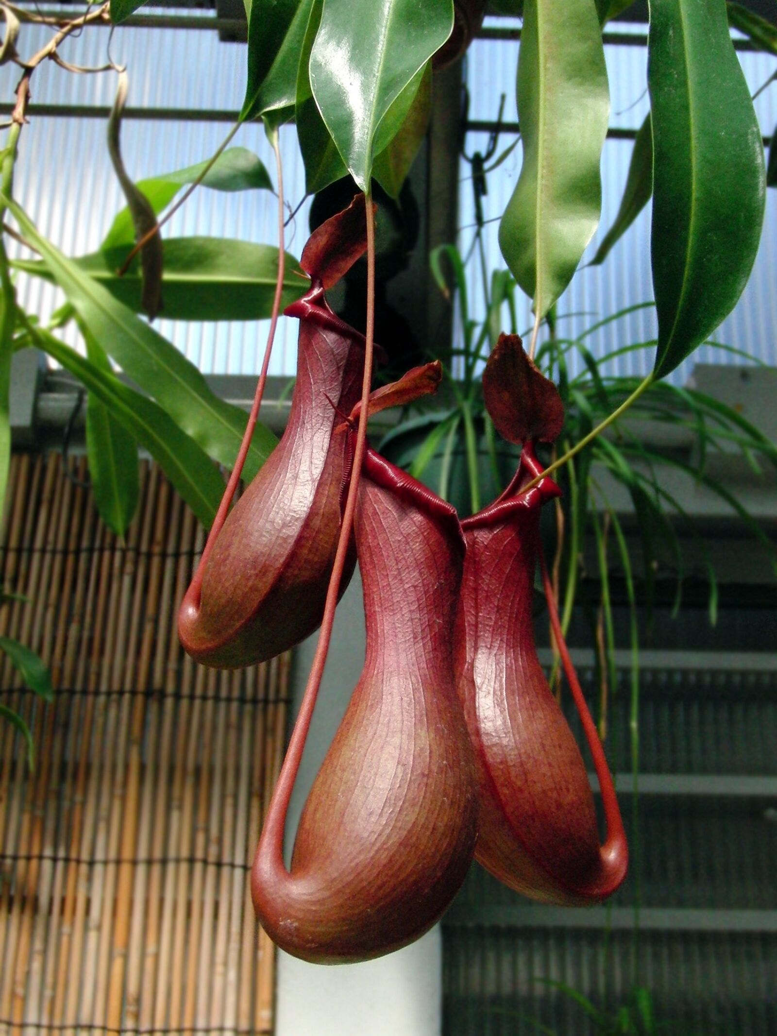 CASIO EX-FC100 sample photo. Nepenthes, plant-pitcher, plant photography