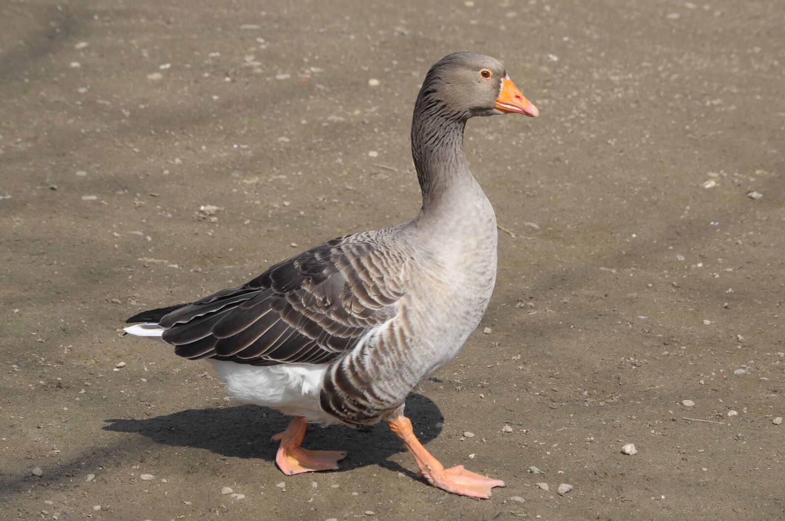 Nikon D90 sample photo. Goose, bird, feathered race photography