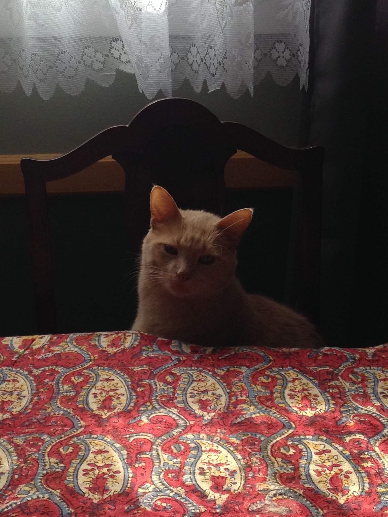 Apple iPhone 5c sample photo. Cat, table, dinner photography