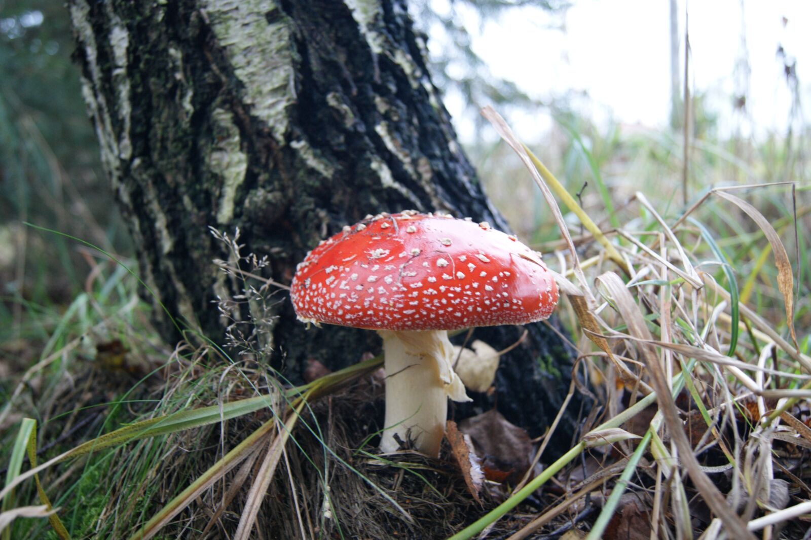 Sony Alpha DSLR-A390 sample photo. Amanita, forest, mushroom photography
