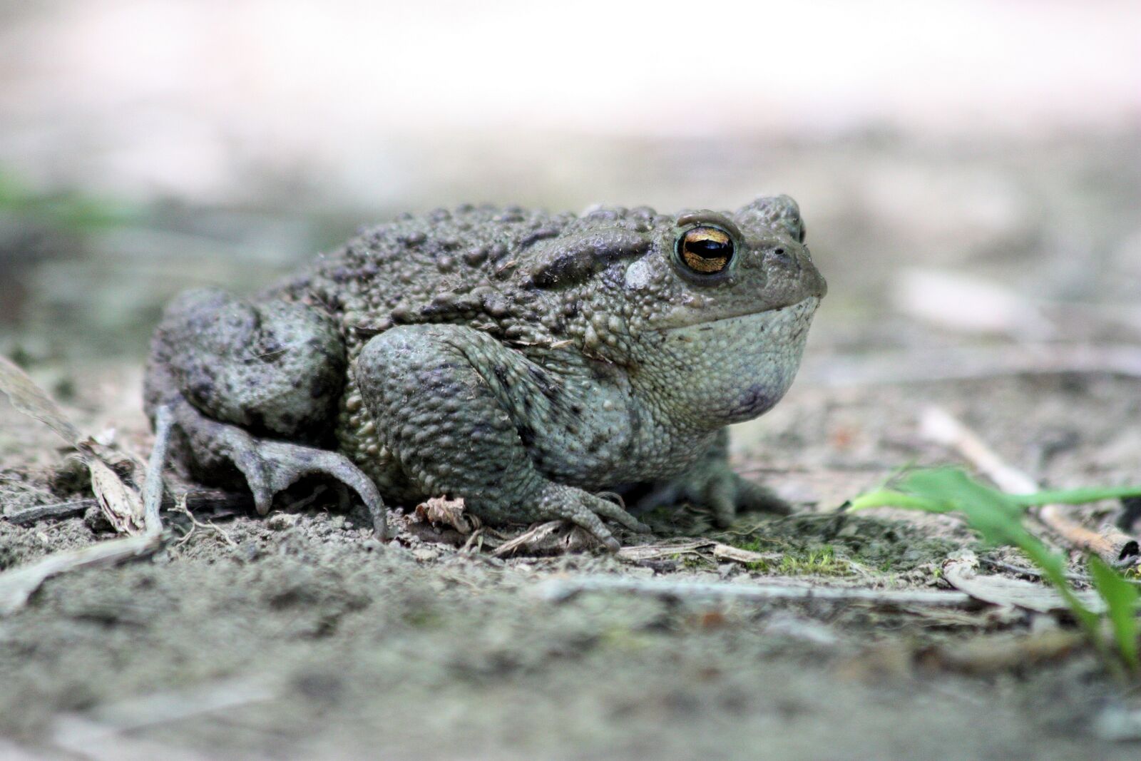 Canon EOS 450D (EOS Rebel XSi / EOS Kiss X2) sample photo. A toad, amphibians, common photography